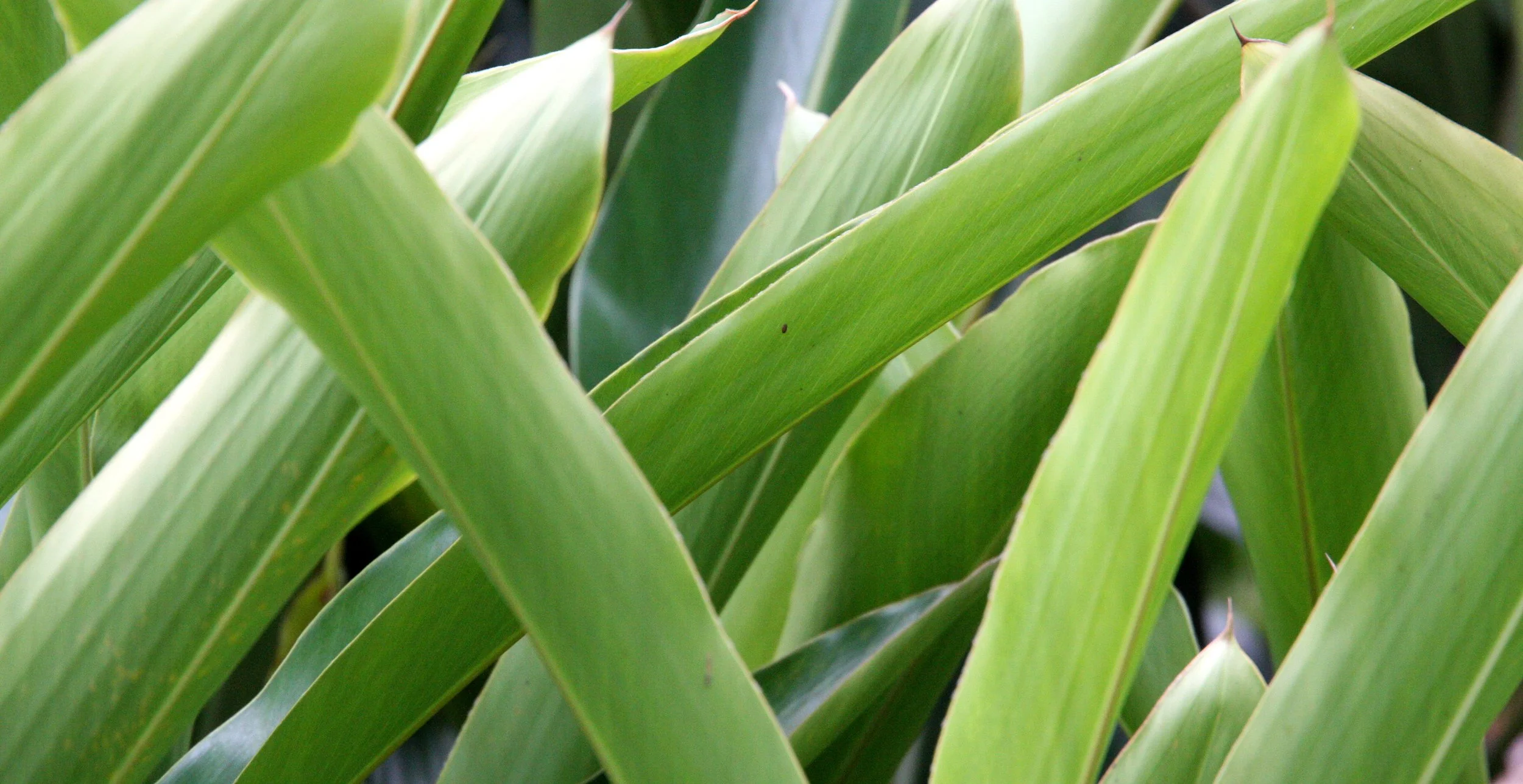 PLANT - GINGER SPECIES - MANTADIA NATIONAL PARK MADAGASCAR.JPG