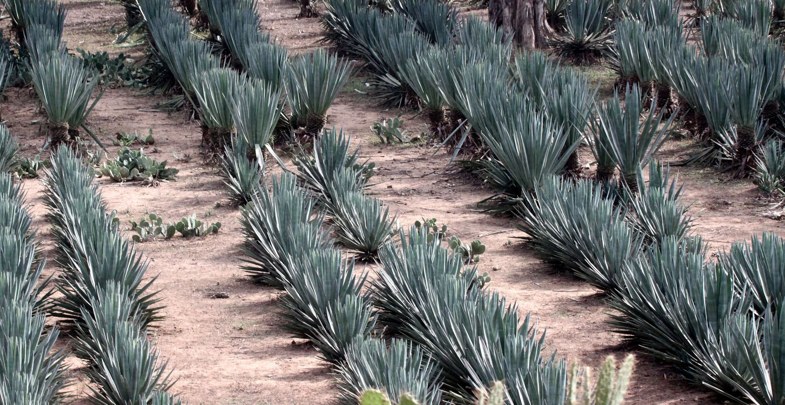 PLANT - AGAVE SISLANA - SISAL PLANTATION - BERENTY MADAGASCAR.JPG