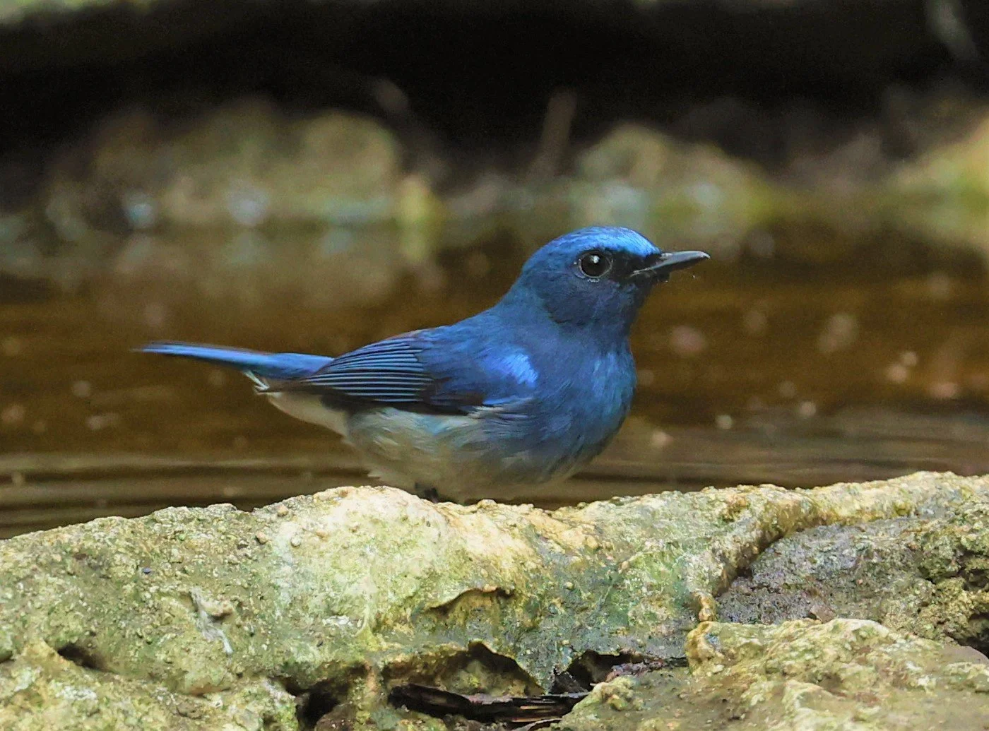 FLYCATCHER - HAINAN BLUE FLYCATCHER - Cyornis hainanus - LUNG SIN HIDE NEAR KAENG KRACHAN FEB 2022 (15).jpg