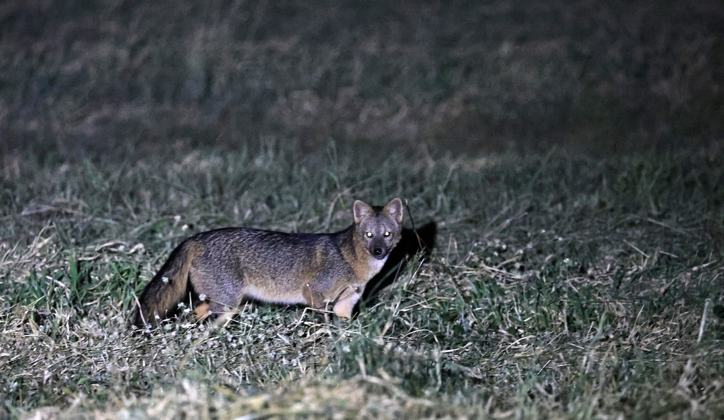 Crab-eating Fox (Cerdocyon thous) Estancia Campo'í Paraguay  (2).jpg