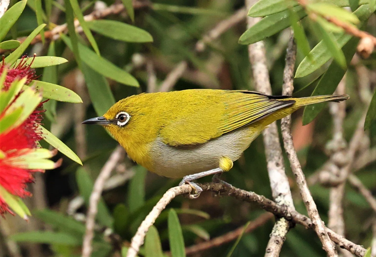 Indian White-eye (Zosterops palpebrosus) Doi Ang Kang Chiang Mai (28).jpg
