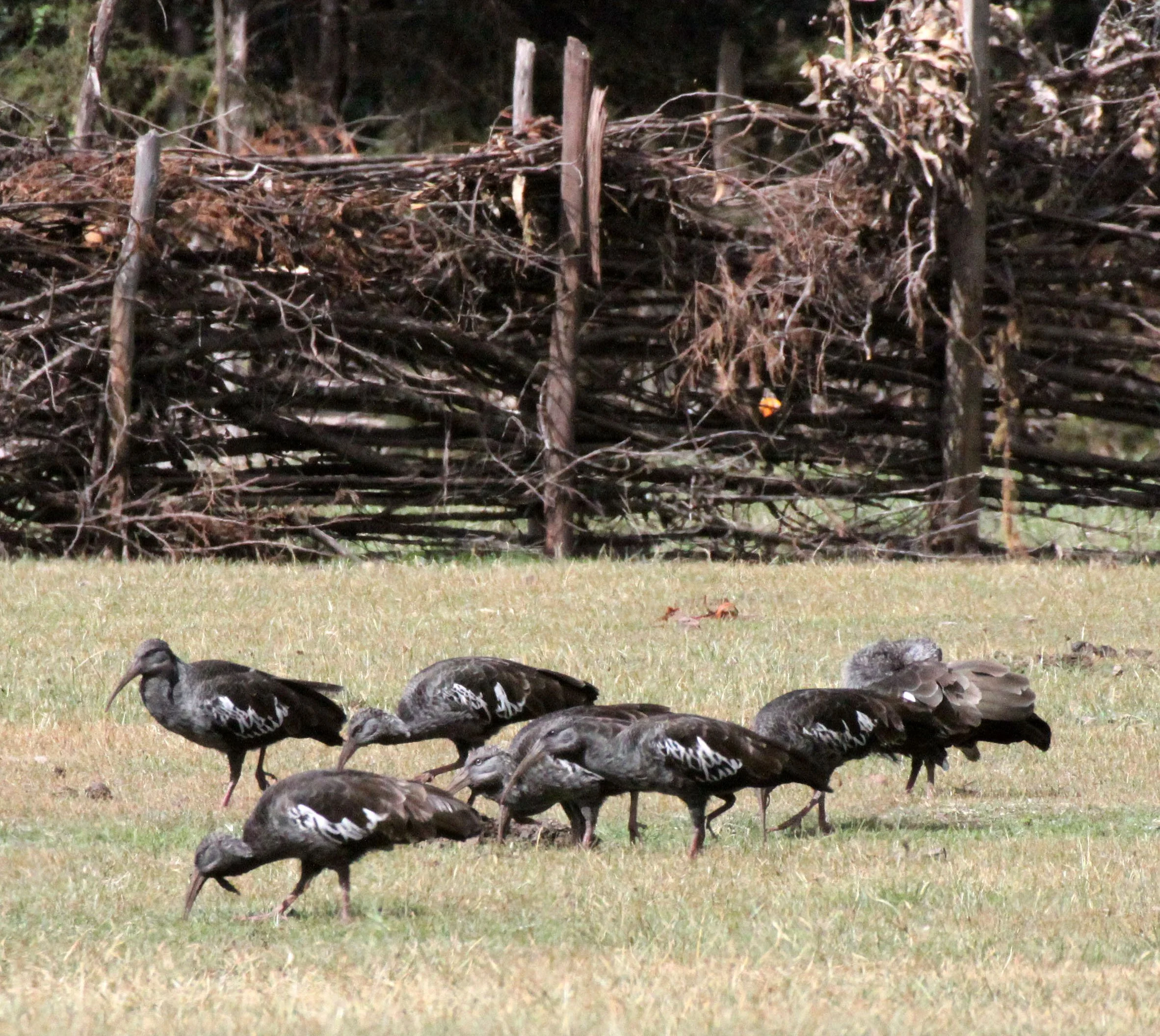 IBIS - WATTLED IBIS - Bostrychia carunculata - BALE MOUNTAINS NATIONAL PARK ETHIOPIA (1).JPG