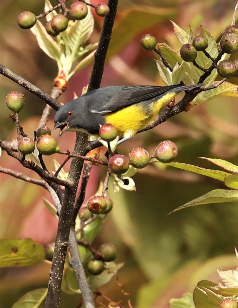 FLOWERPECKER - YELLOW-BELLIED FLOWERPECKER - Dicaeum melanozanthum - DOI INTHANON NP CHIANG MAI, DEC 2021 (37).jpg