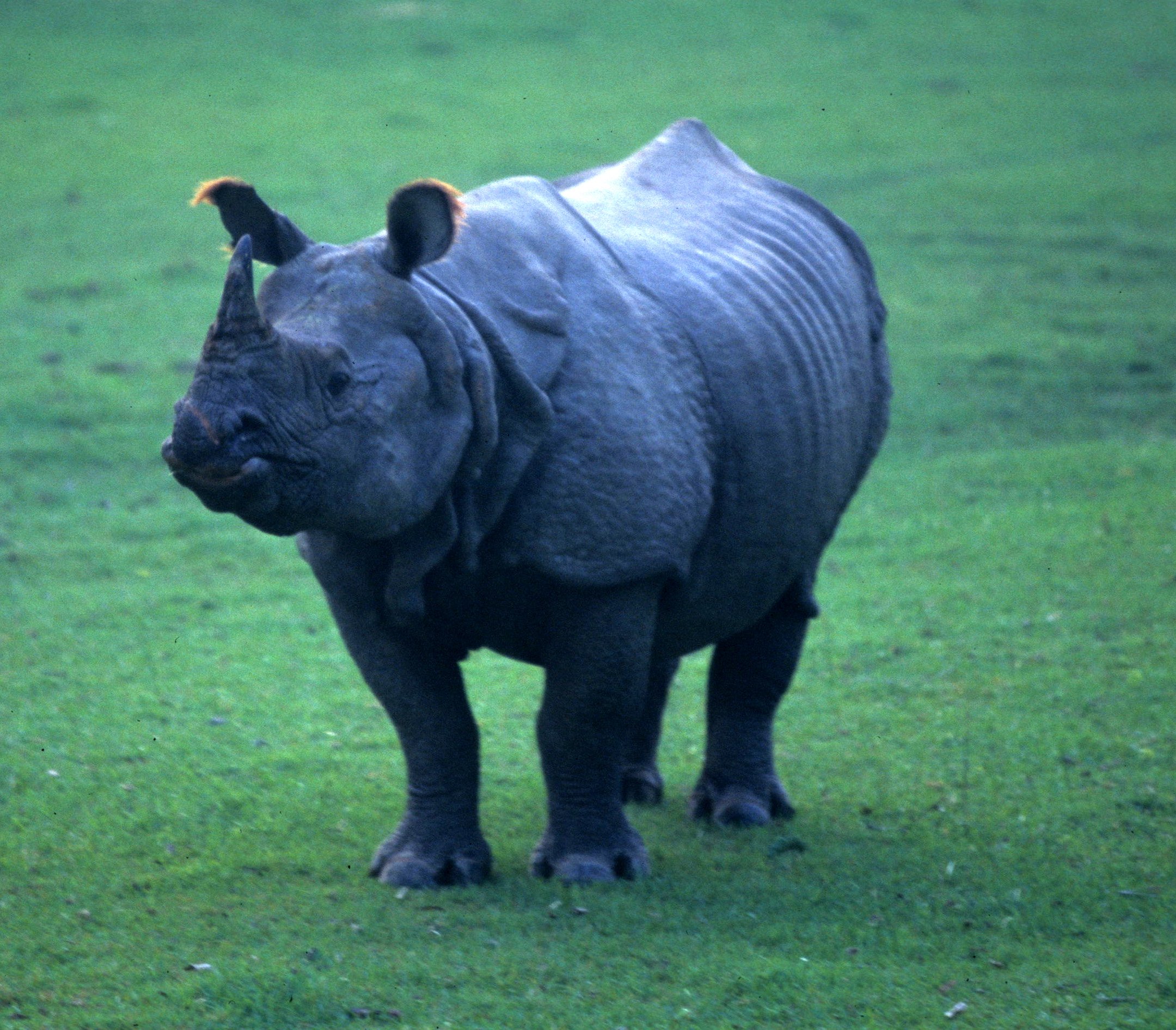 Rhinoceros unicornis - INDIAN (ASIAN ONE-HORNED) RHINOCEROS - CHITWAN NATIONAL PARK NEPAL (6).jpg