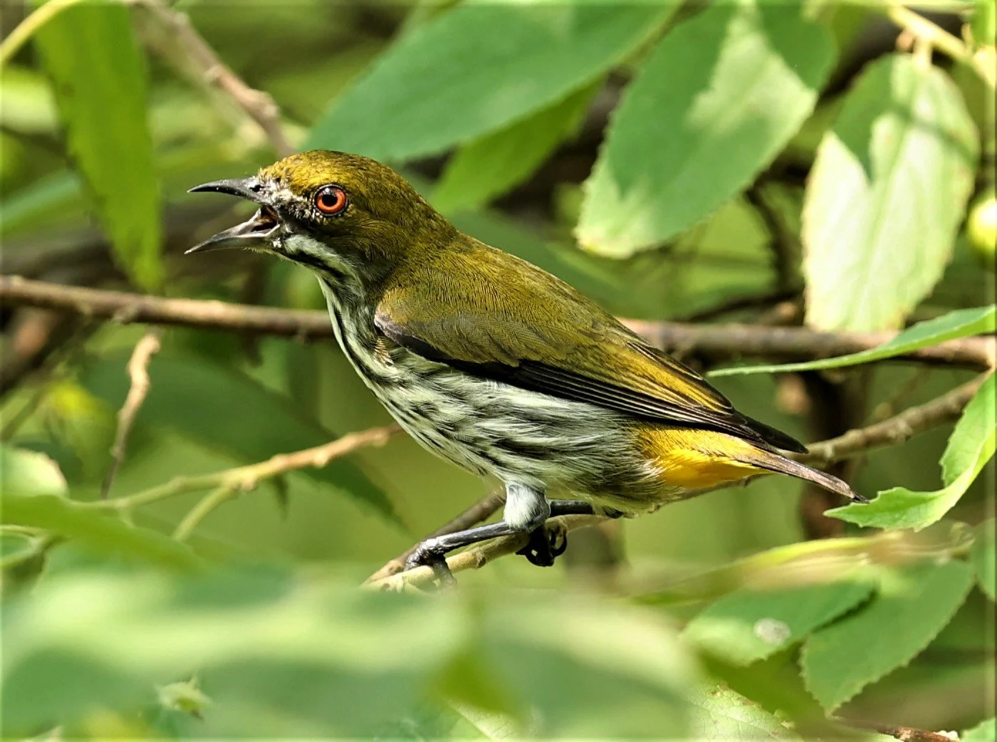 FLOWERPECKER - YELLOW-VENTED FLOWERPECKER - Dicaeum chrysorrheum - KRUNG CHING, KHAO LUANG NP NST, APRIL 2022 (28).jpg