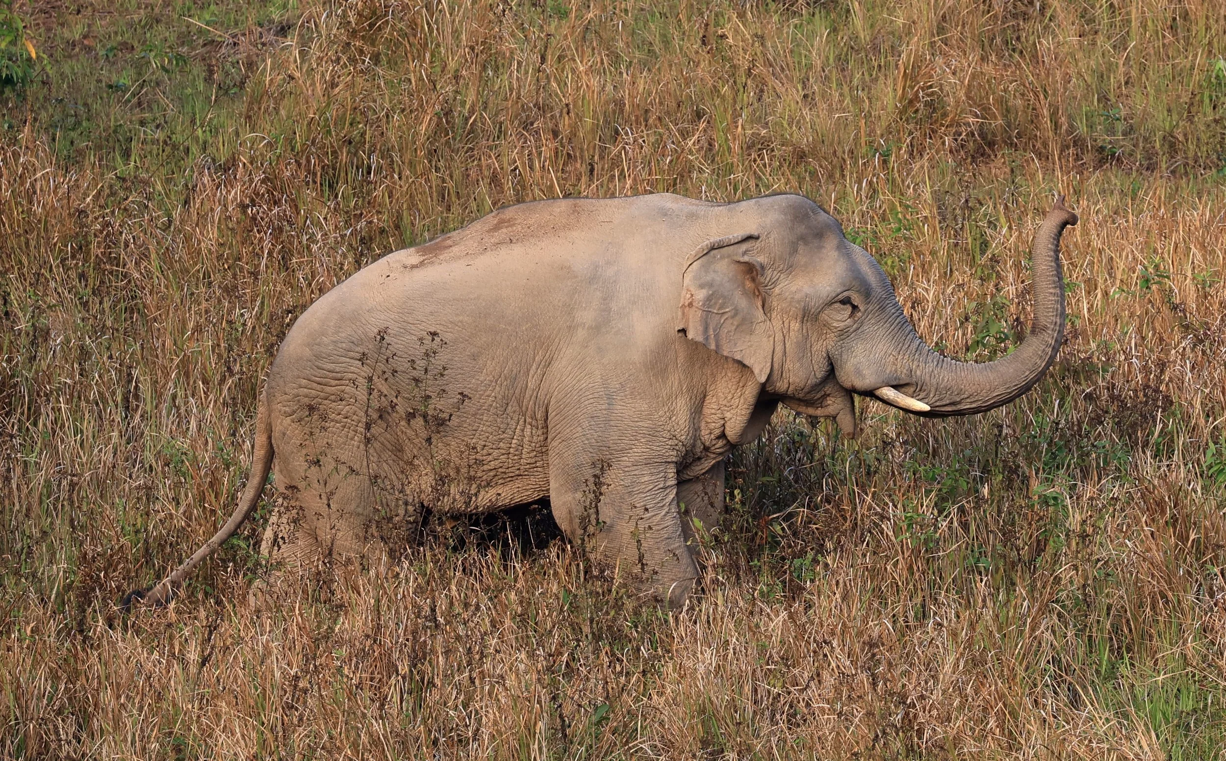 Asian Elephant (Elephas maximus) Khao Yai National Park, Thailand (113).jpg