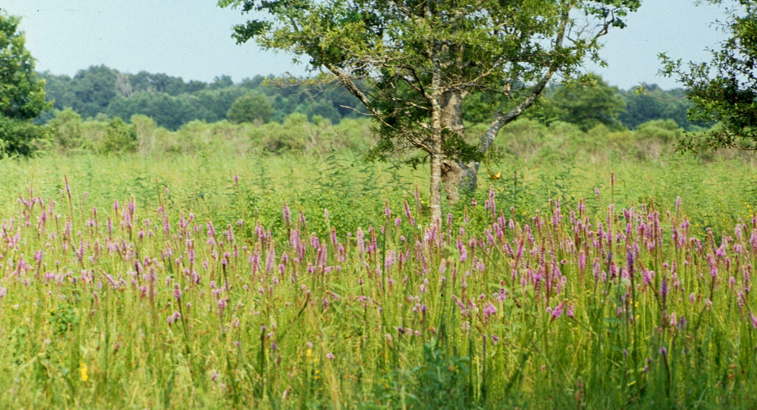 TEXAS - ARMAND BAJOU NEAR CLEARWATER - WILDLFOWERS.jpg