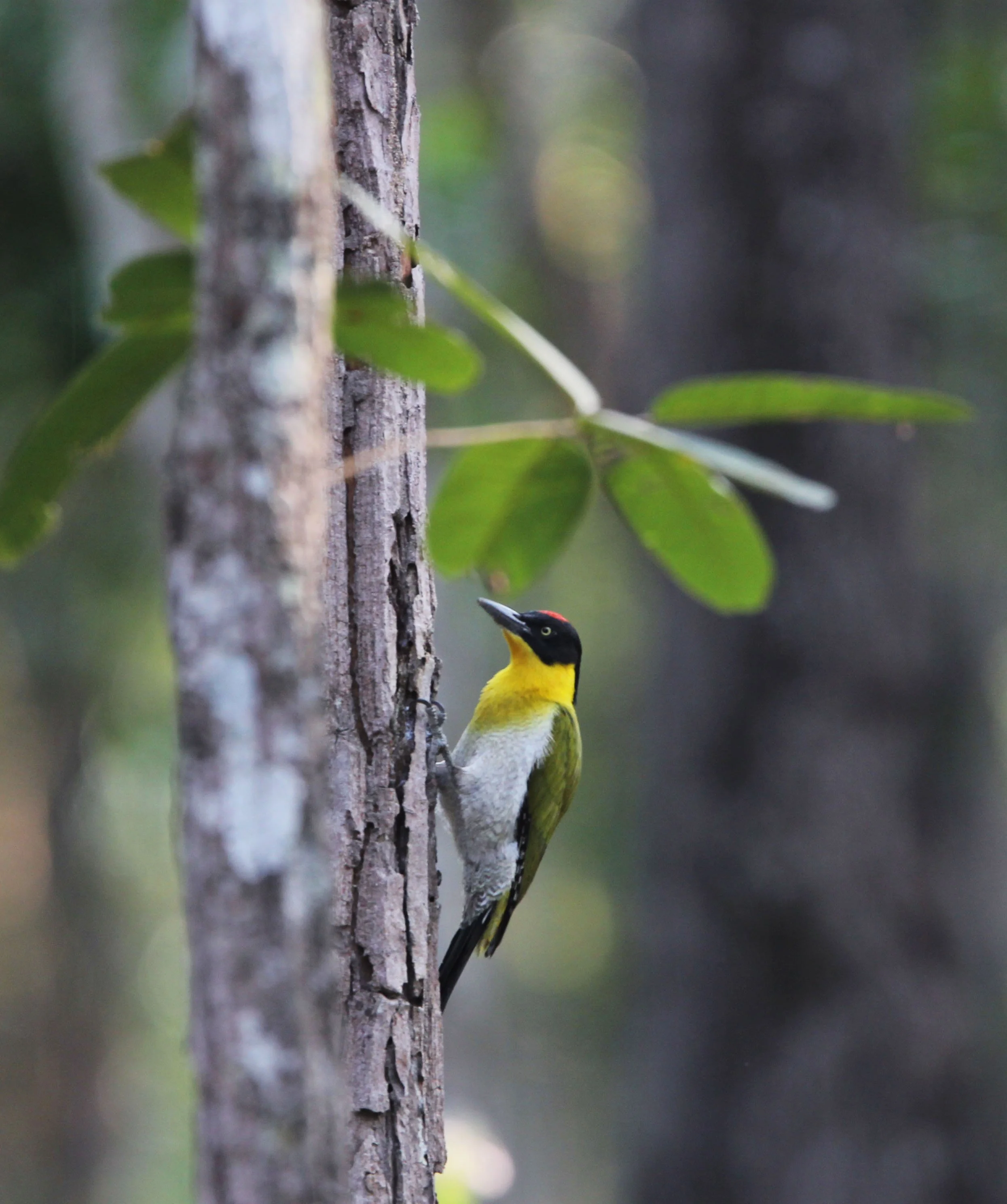 BIRD - WOODPECKER - BLACK-HEADED WOODPECKER - HUAI KHA KHAENG NATURE RESERVE - HEADQUARTERS - THAILAND (3).JPG