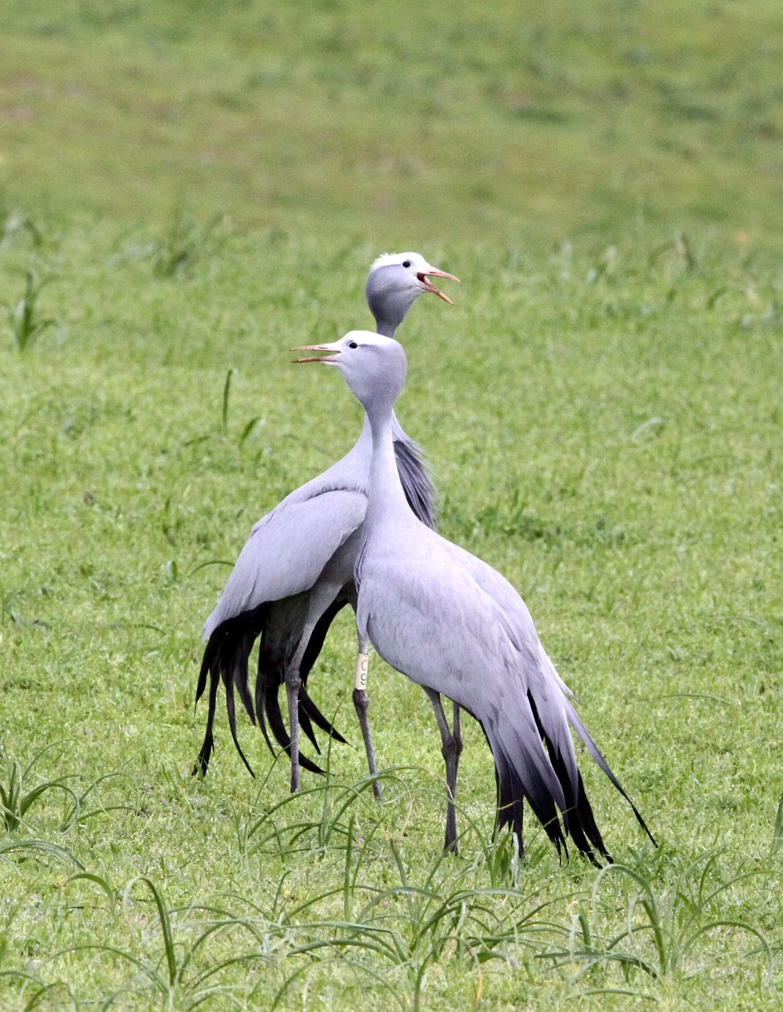 Grus paradisea - BLUE CRANE - GARDEN ROUTE SOUTH AFRICA (13).JPG