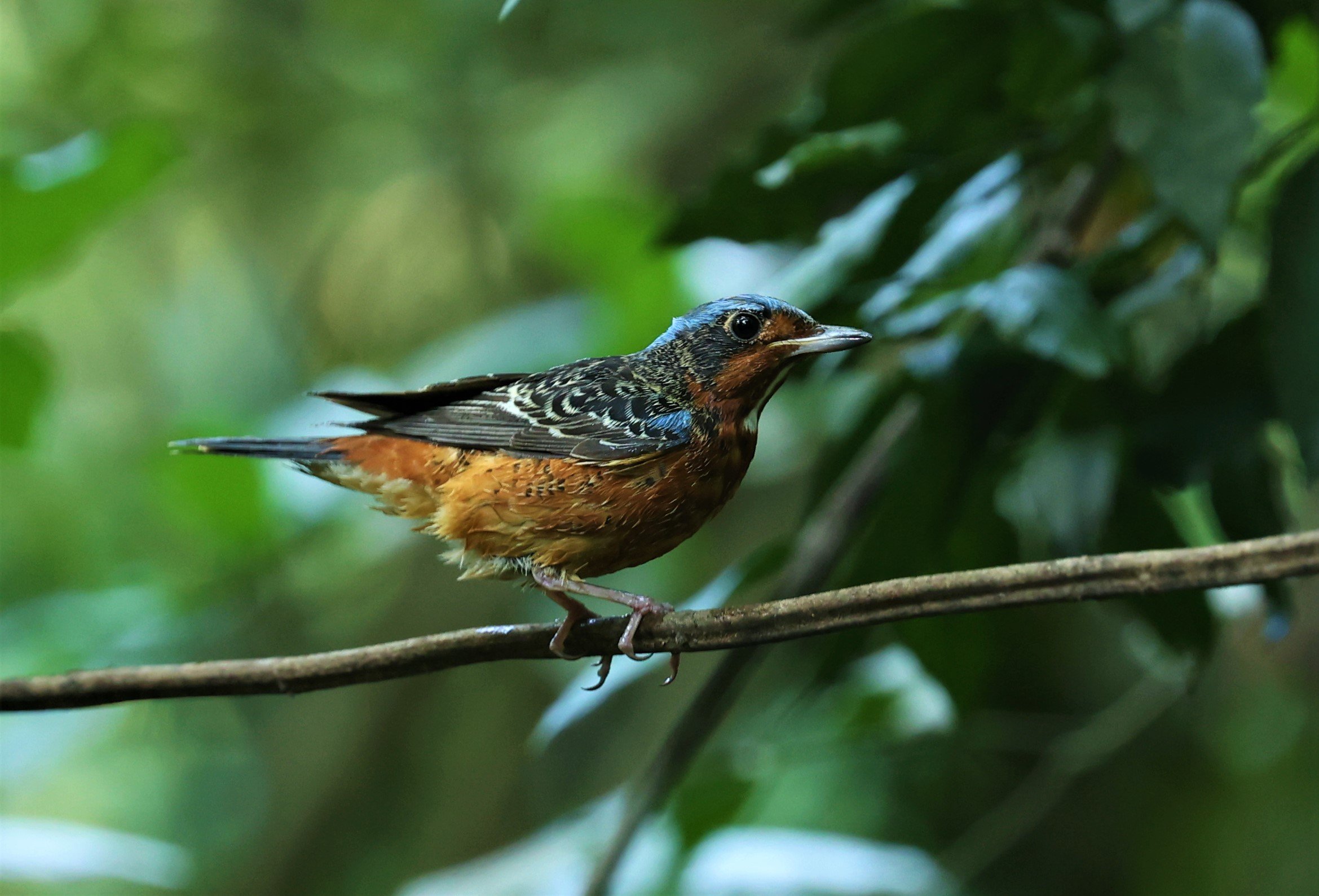 ROCK-THRUSH - WHITE-THROATED ROCK-THRUSH - Monticola gularis - WAT THAM PRATHUM CHONBURI March 2022 (75).jpg