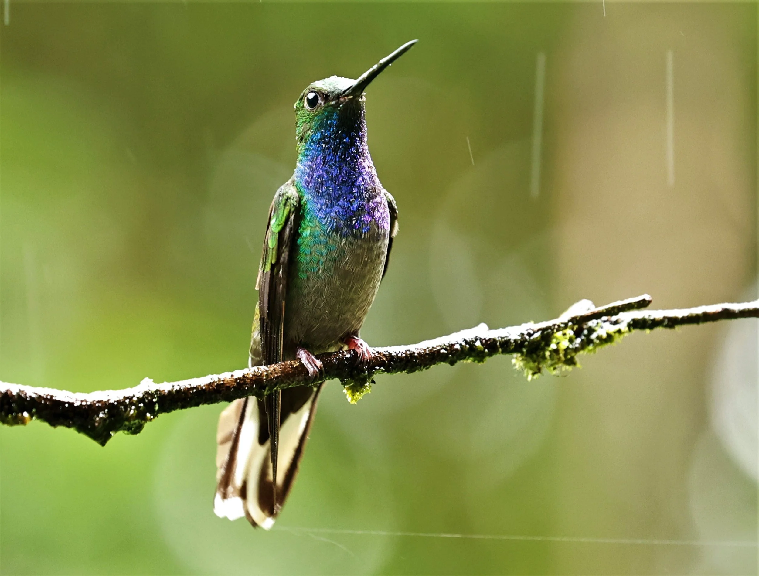 Hummingbird - Rufous-gaped Hillstar - Urochroa bougueri - San Isidro Lodge, Ecuador (9).jpg