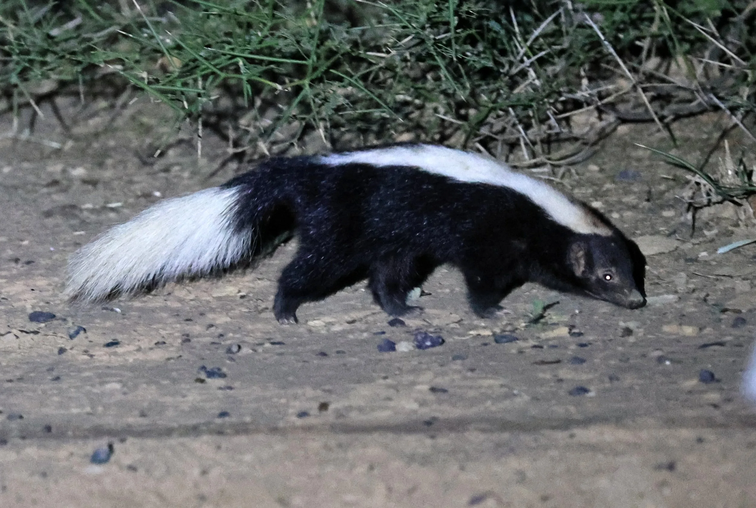 Molina's Hog-nosed Skunk (Conepatus chinga) Estancia Campo'í Paraguay (136).jpg