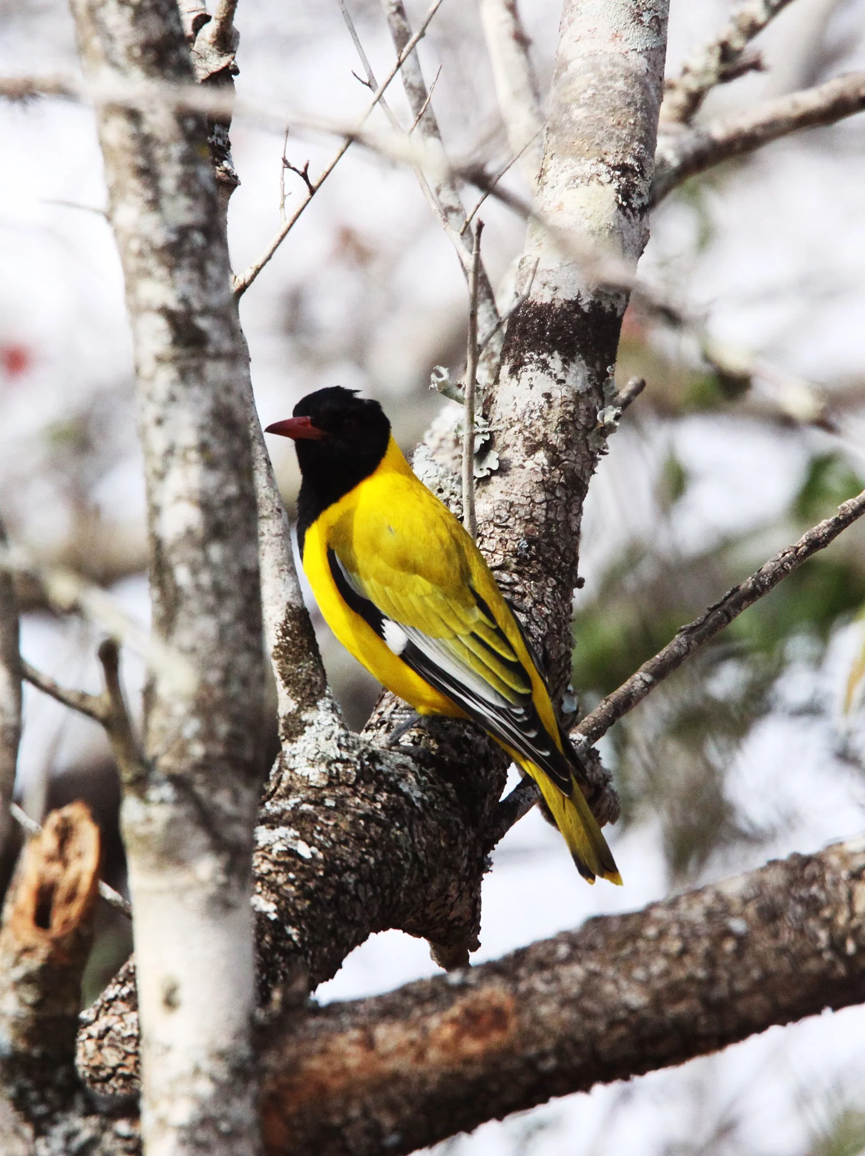 Eastern Black-headed Oriole (Oriolus larvatus) Imfolozi NP South Africa (6).JPG