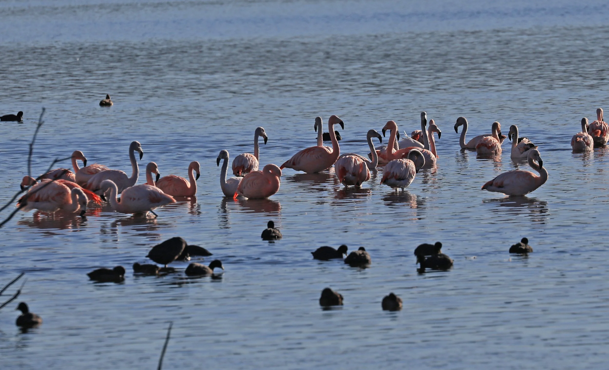 Chilean Flamingo (Phoenicopterus chilensis) Lagunas del Ornitólogo, Trelew Argentina (49).jpg
