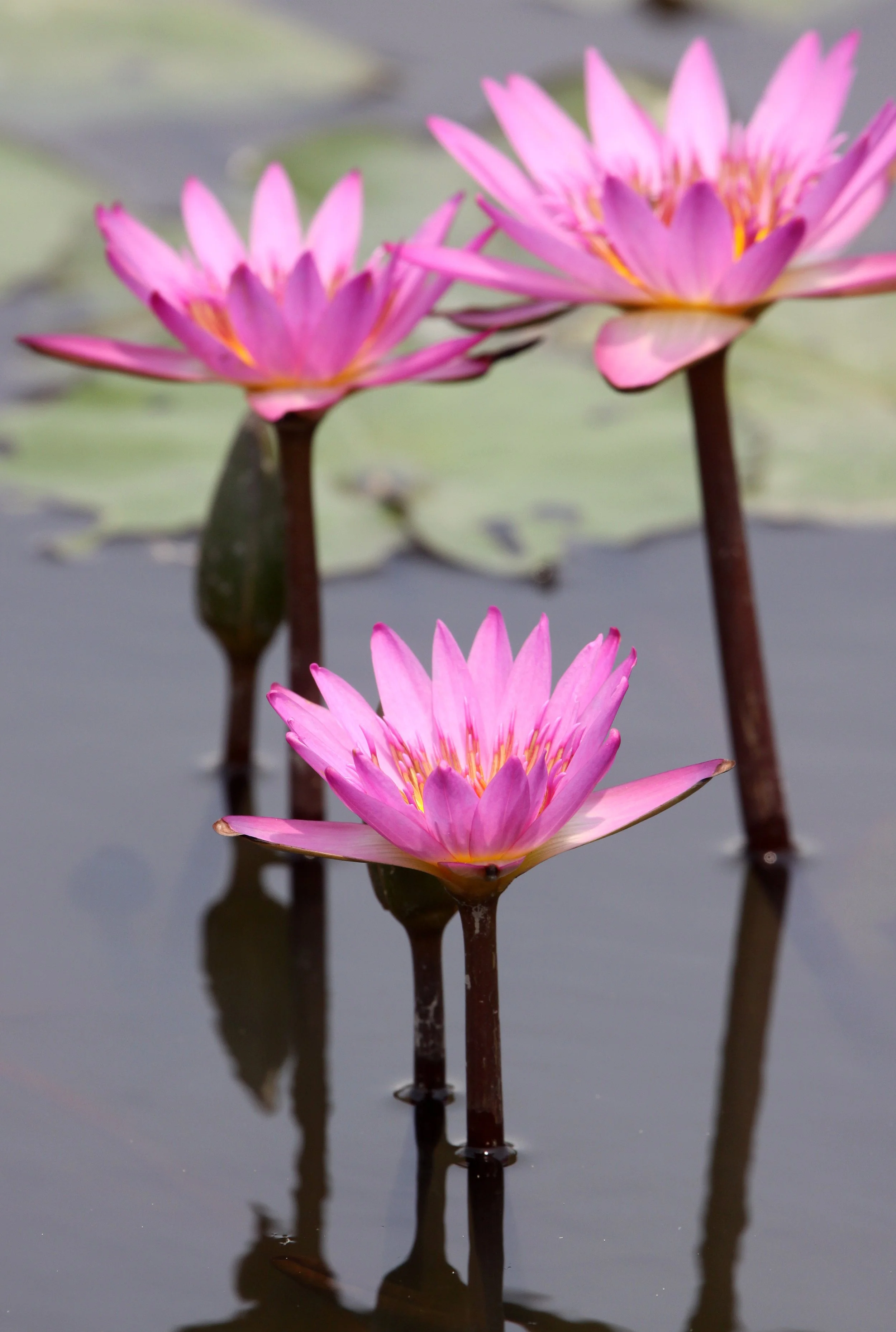 MAI PO WETLANDS HONG KONG (26).JPG