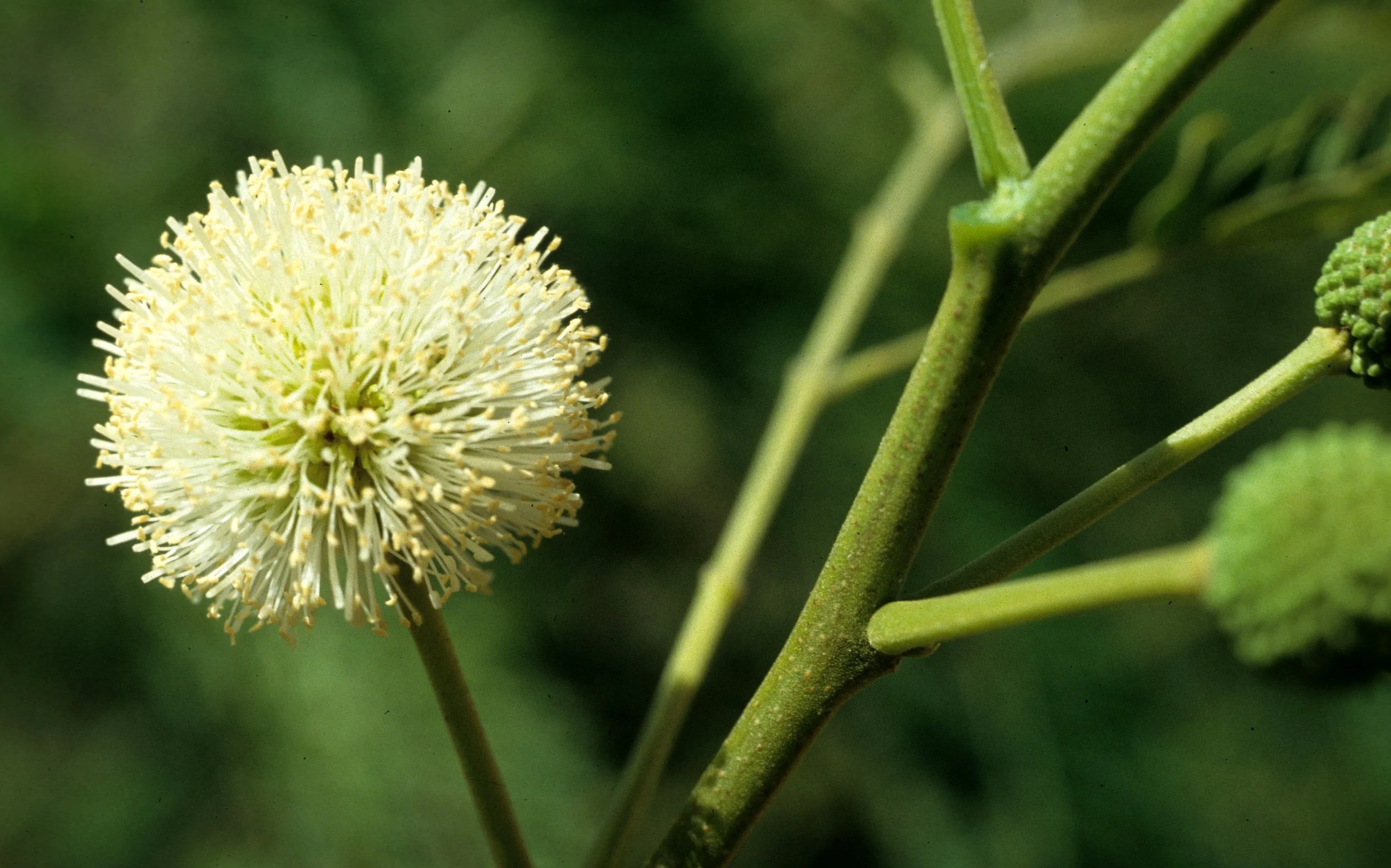 HAWAII - HAWAII - PLANT SPECIES A.jpg