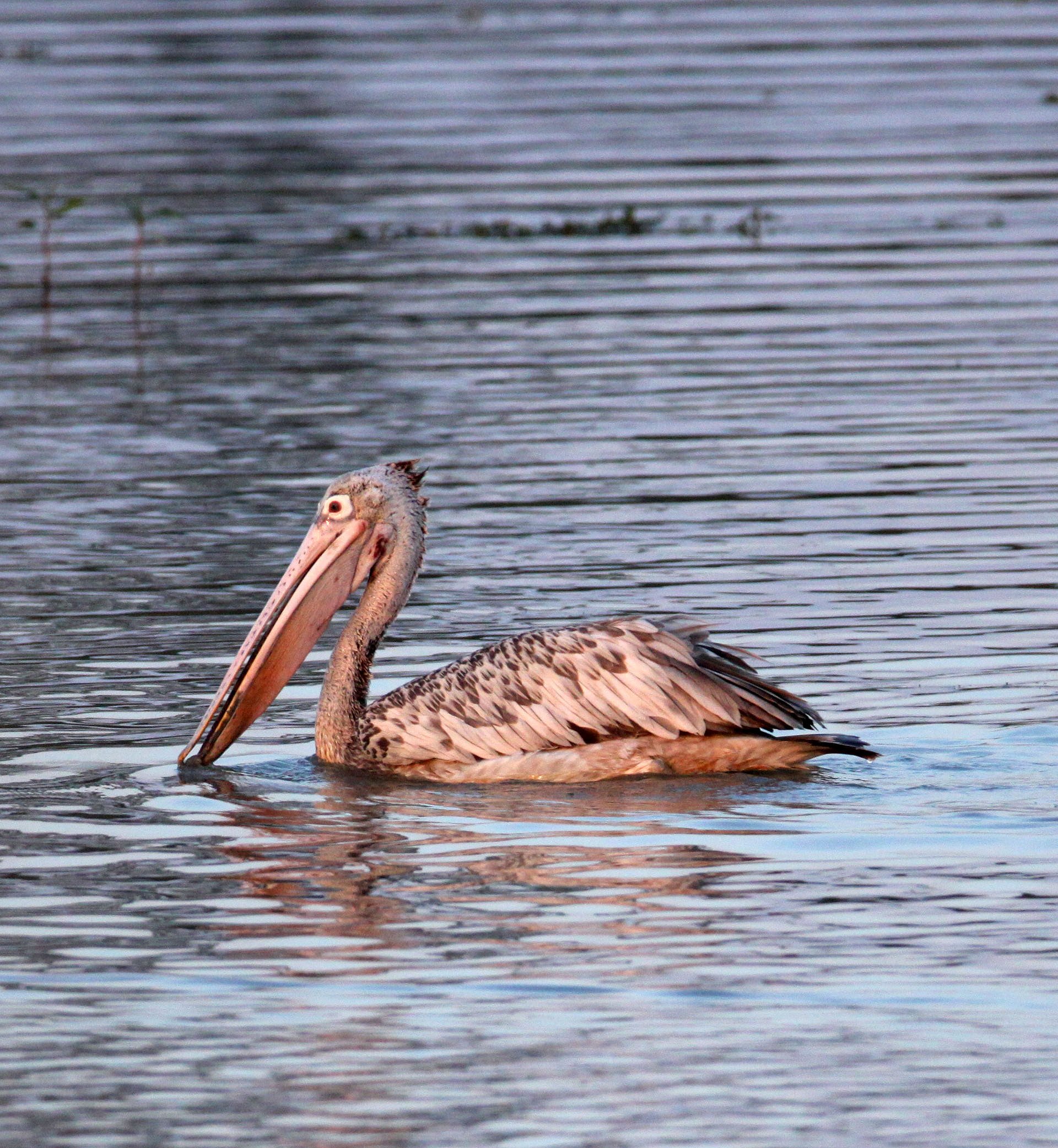 Pelecanus philippensis - SPOT-BILLED PELICAN - KAZIRANGA NATIONAL PARK ASSAM INDIA (23).JPG