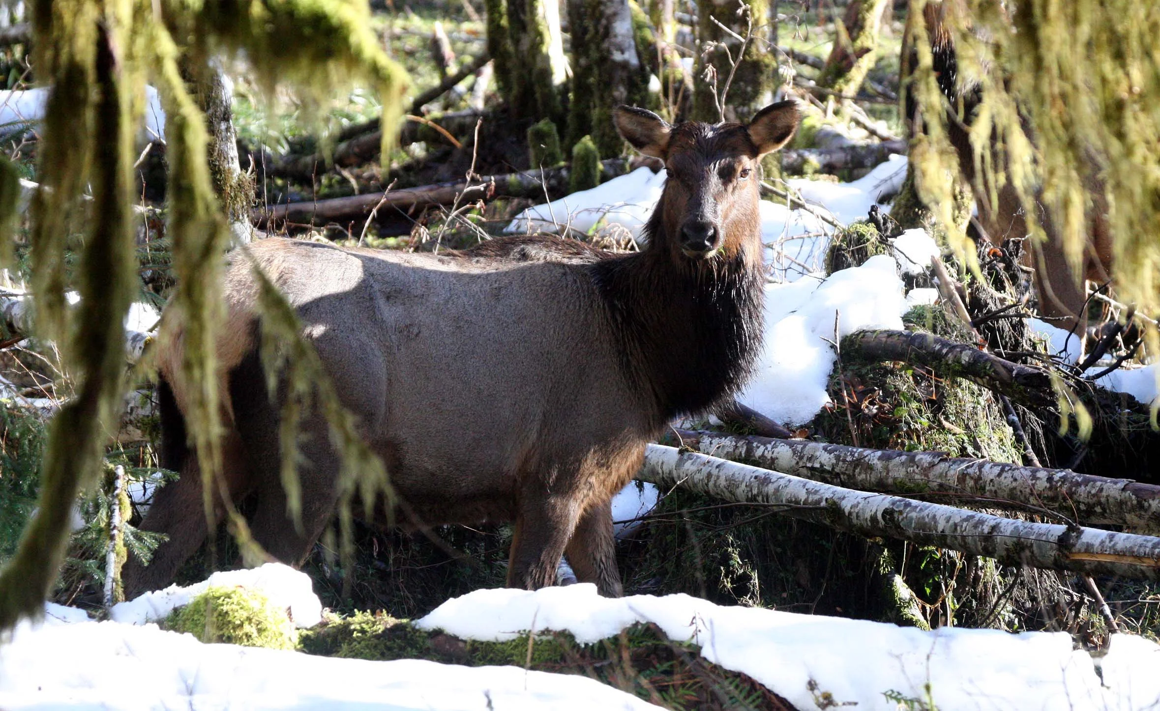 Cervus canadensis roosevelti - ROOSEVELT ELK - HOH RIVER VALLEY - ONP WA  (4).JPG