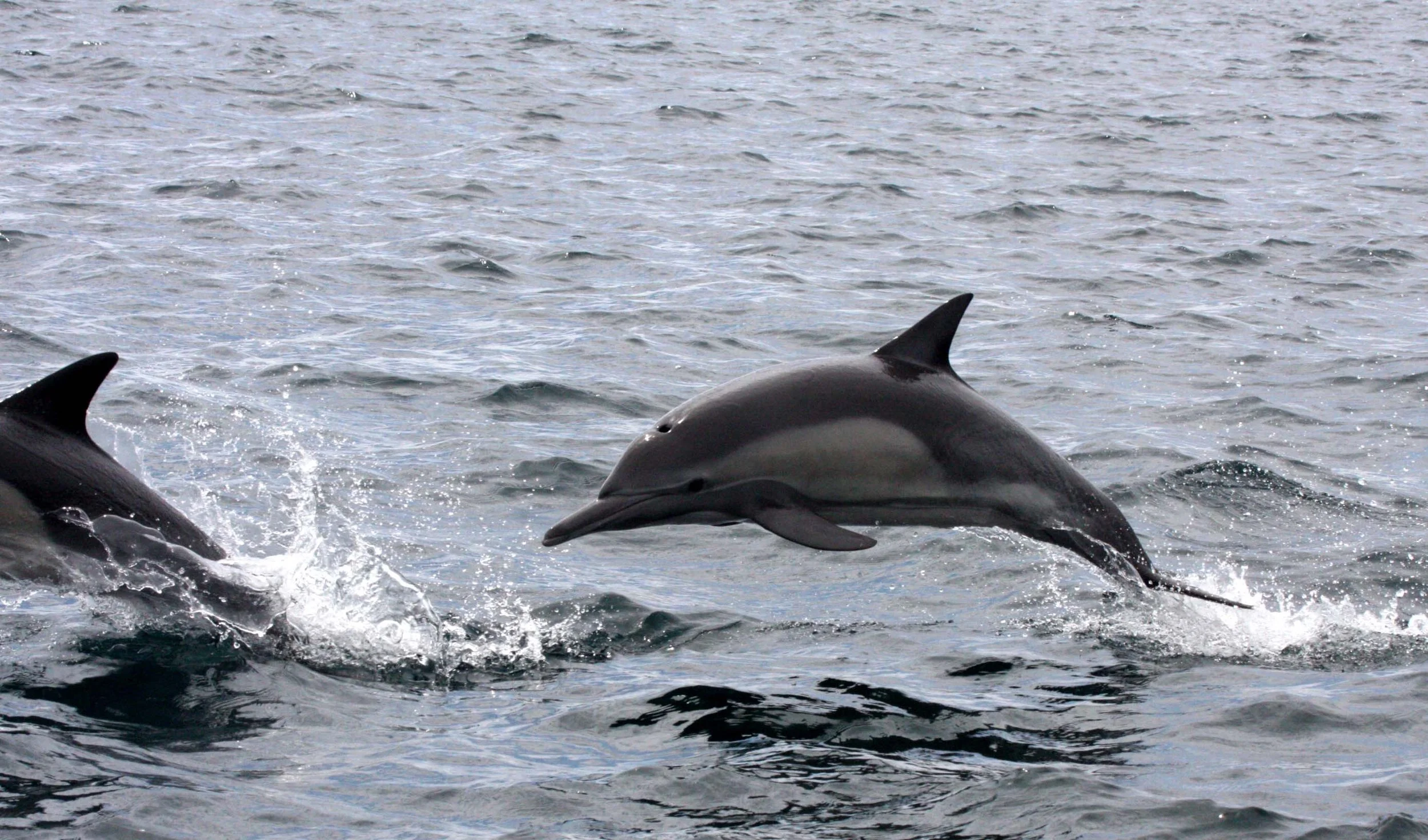 Delphinus delphis - SHORT-BEAKED COMMON DOLPHINS WITH SPINNER DOLPHINS  - STENELLA LONGIVOSTRIS - BAHIA DE LORETO BAJA MEXICO (10).jpg