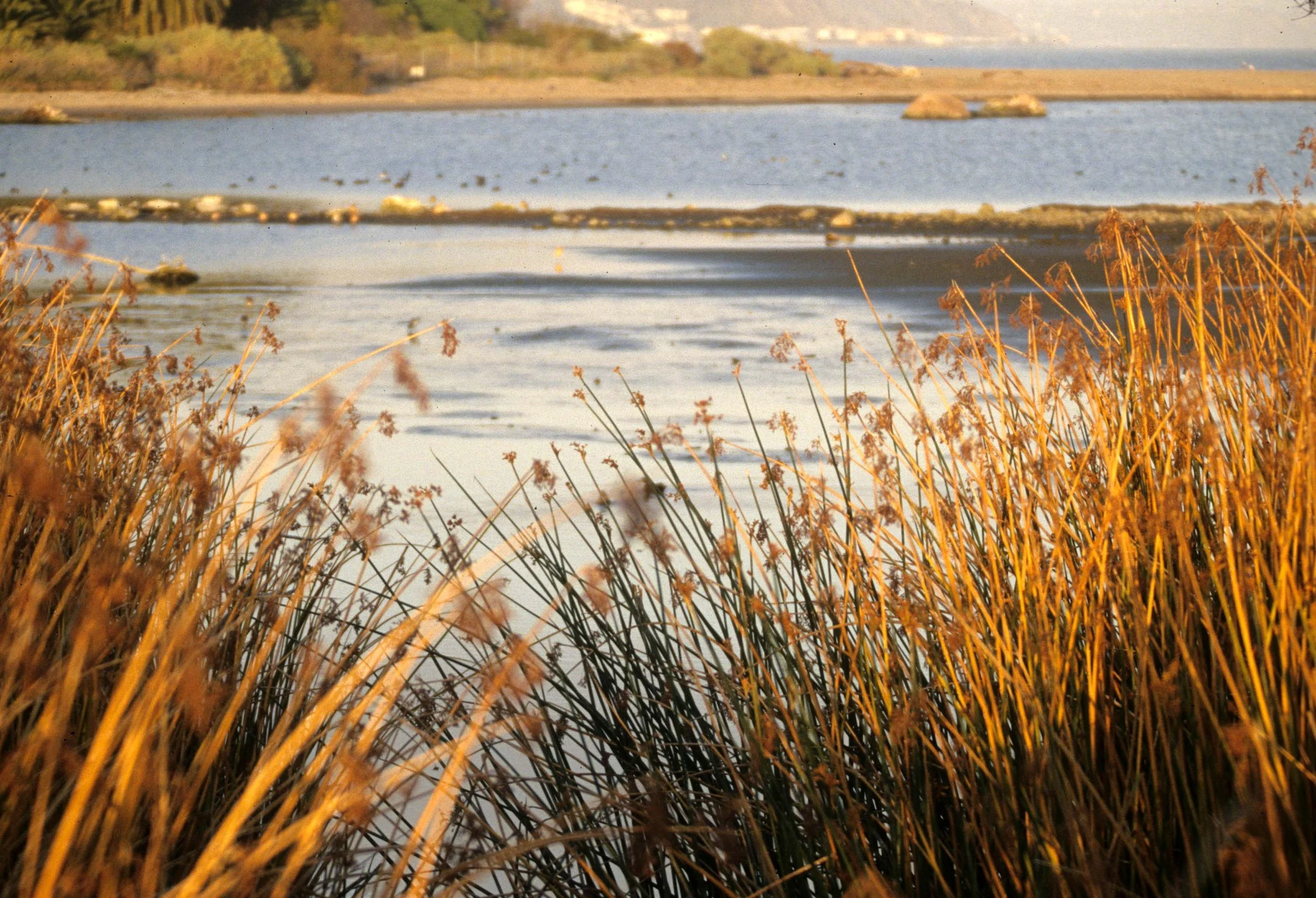 CALIFORNIA - REDWOODS NP - MARSH.jpg
