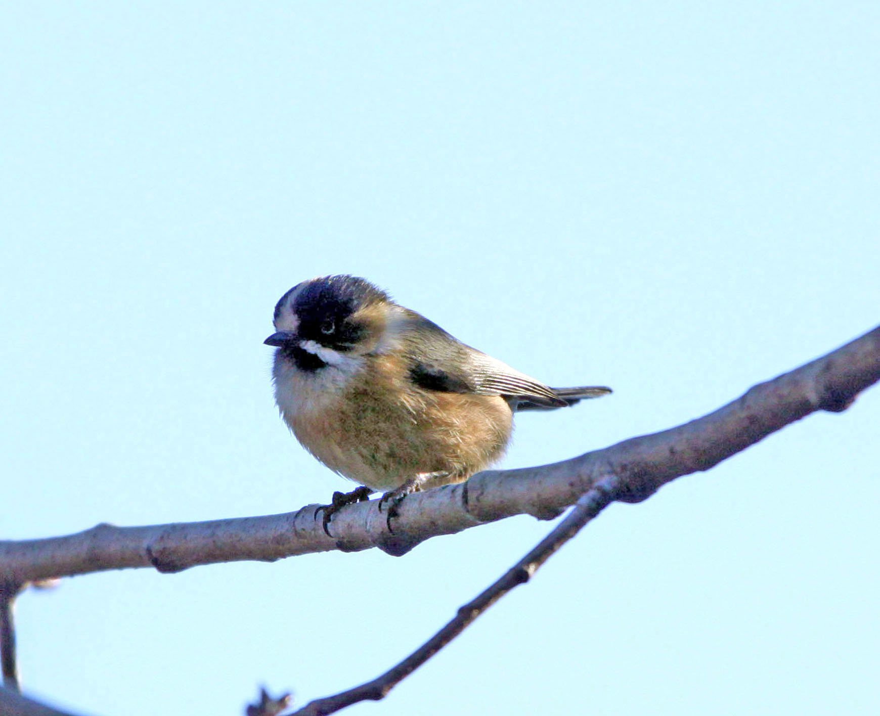 Black-browed Bushtit (Aegithalos bonvaloti) Lijiang Hightlands, Yunnan China (4).JPG