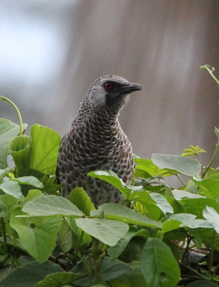 BIRD - BABBLER - SCALY BABBLER - LAKE AWASSA ETHIOPIA (3).JPG