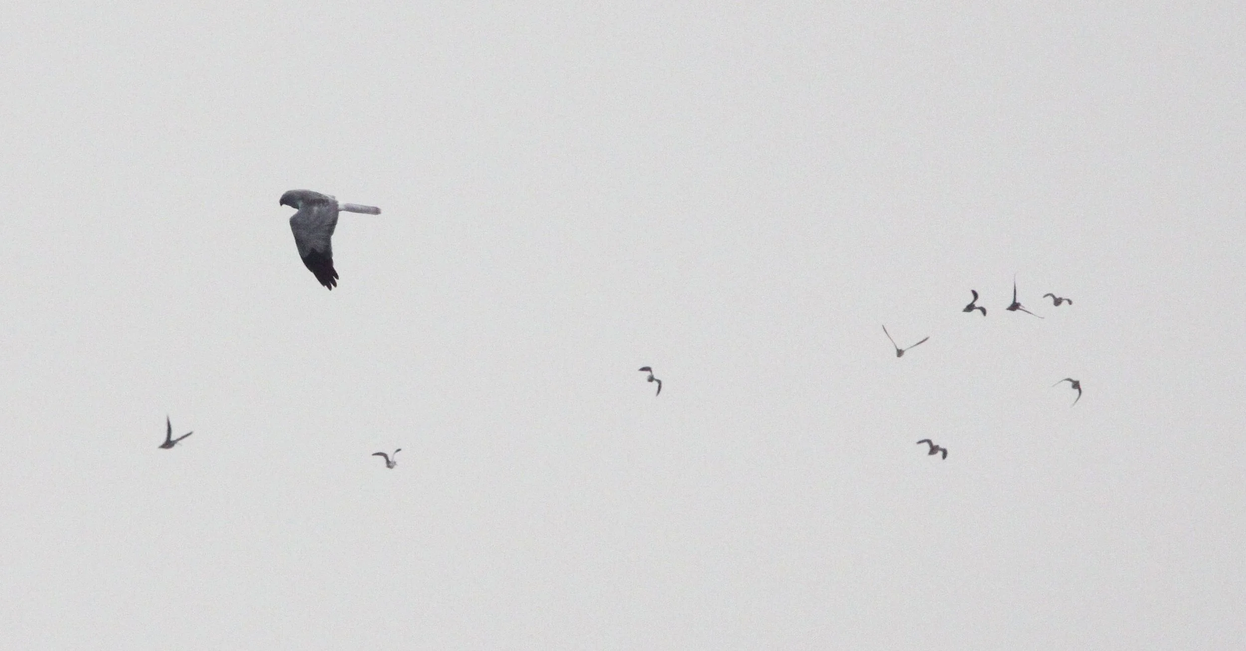 Circus cyaneus - HEN HARRIER - NANJI HILL RESERVE - POYANG LAKE, JIANGXI PROVINCE, CHINA (7).JPG