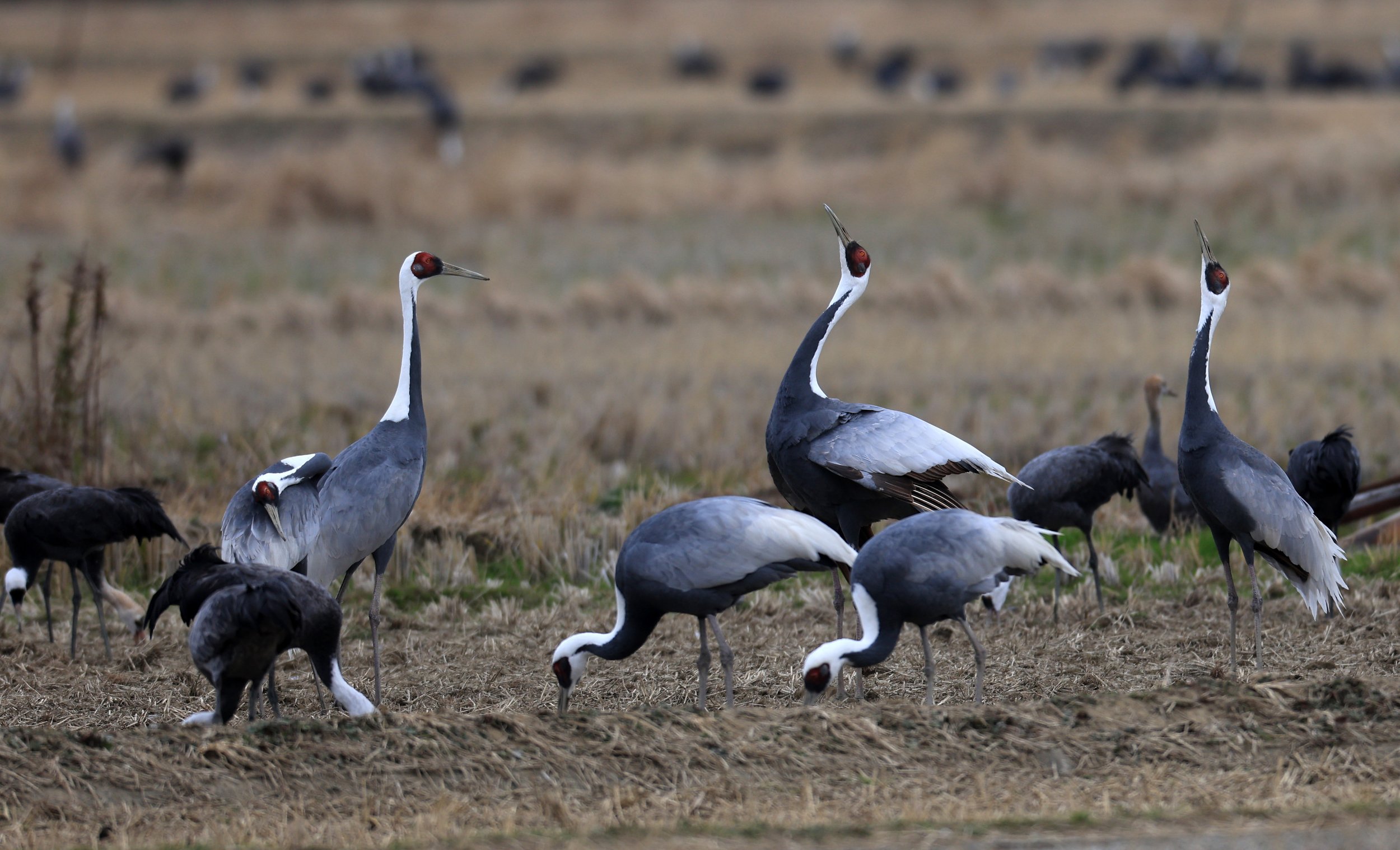 White-naped Crane (Antigone vipio) Izumi Crane Park & Center, Izumi Kagoshima Kyushu Japan (443).jpg