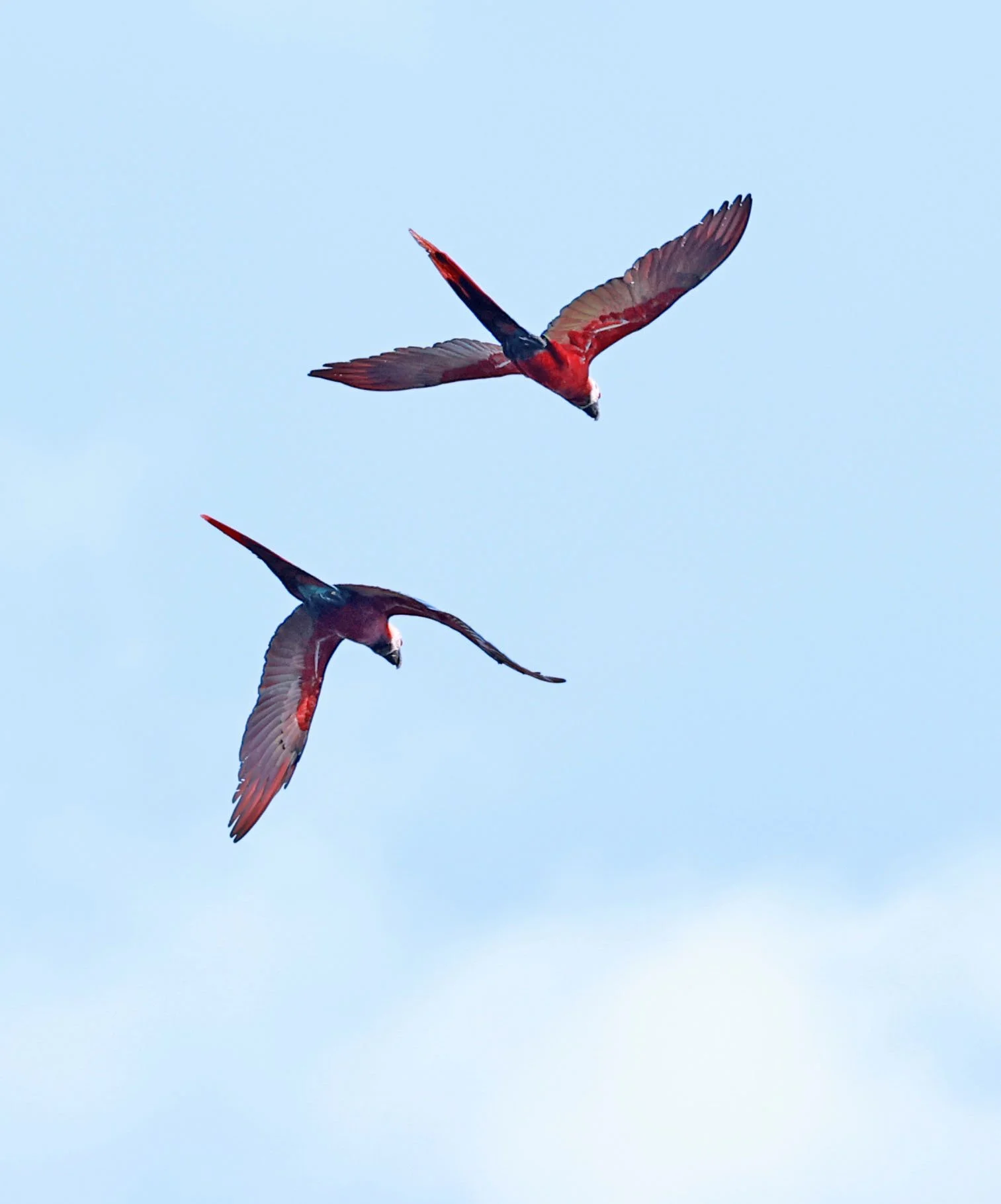 Macaw - Scarlet Macaw - Ara macao - Ariau River & Rio Negro Region Southwest of Manaus (4).jpg