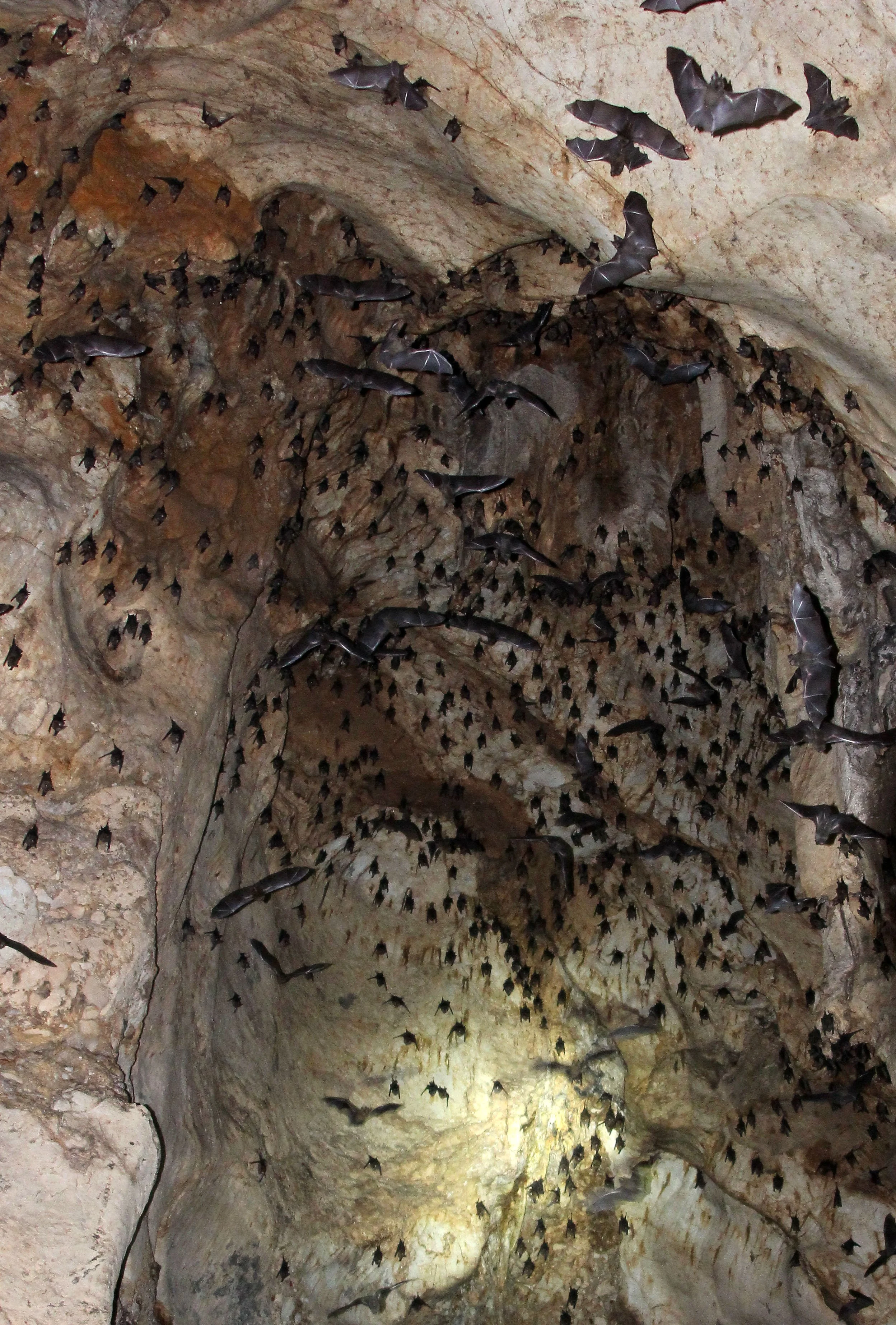 ROUNDLEAF BAT - GREAT ROUNDLEAF BAT - Hipposideros armiger - PHI THA KHON TEMPLE LOEI (26).JPG