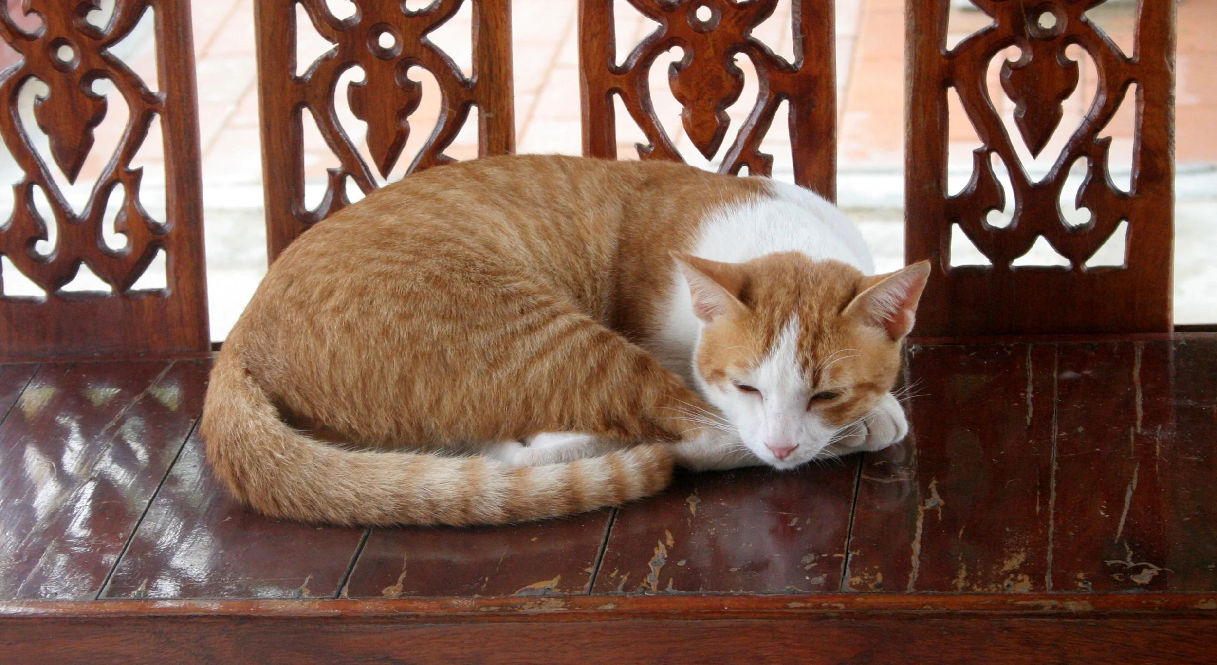 BUENG BORAPHET THAILAND - NAKHON SAWAN THAILAND (19).JPG