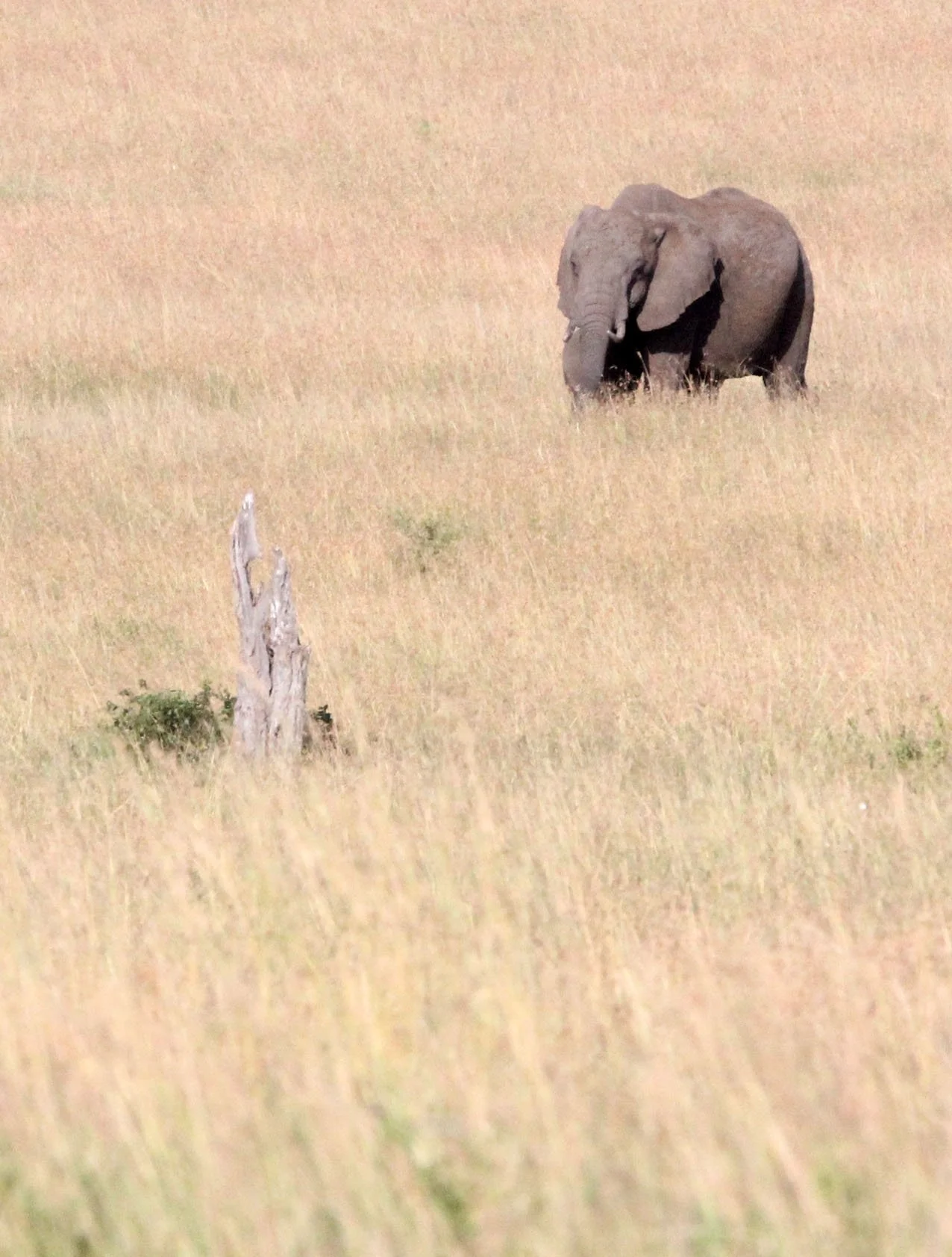 ELEPHANT - MASAI MARA NATIONAL PARK KENYA (32).JPG
