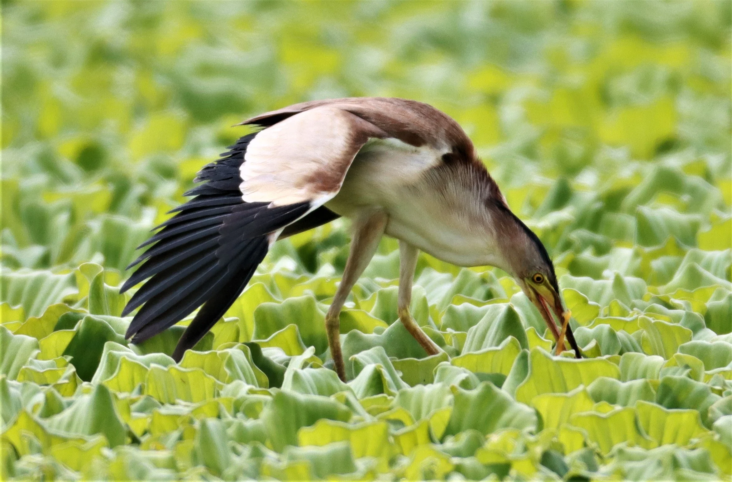 BITTERN - YELLOW BITTERN - Ixobrychus sinensis - KHON KAEN SEWAGE TREATMENT PLANT KHON KAEN UNIVERSITY  (27).jpg