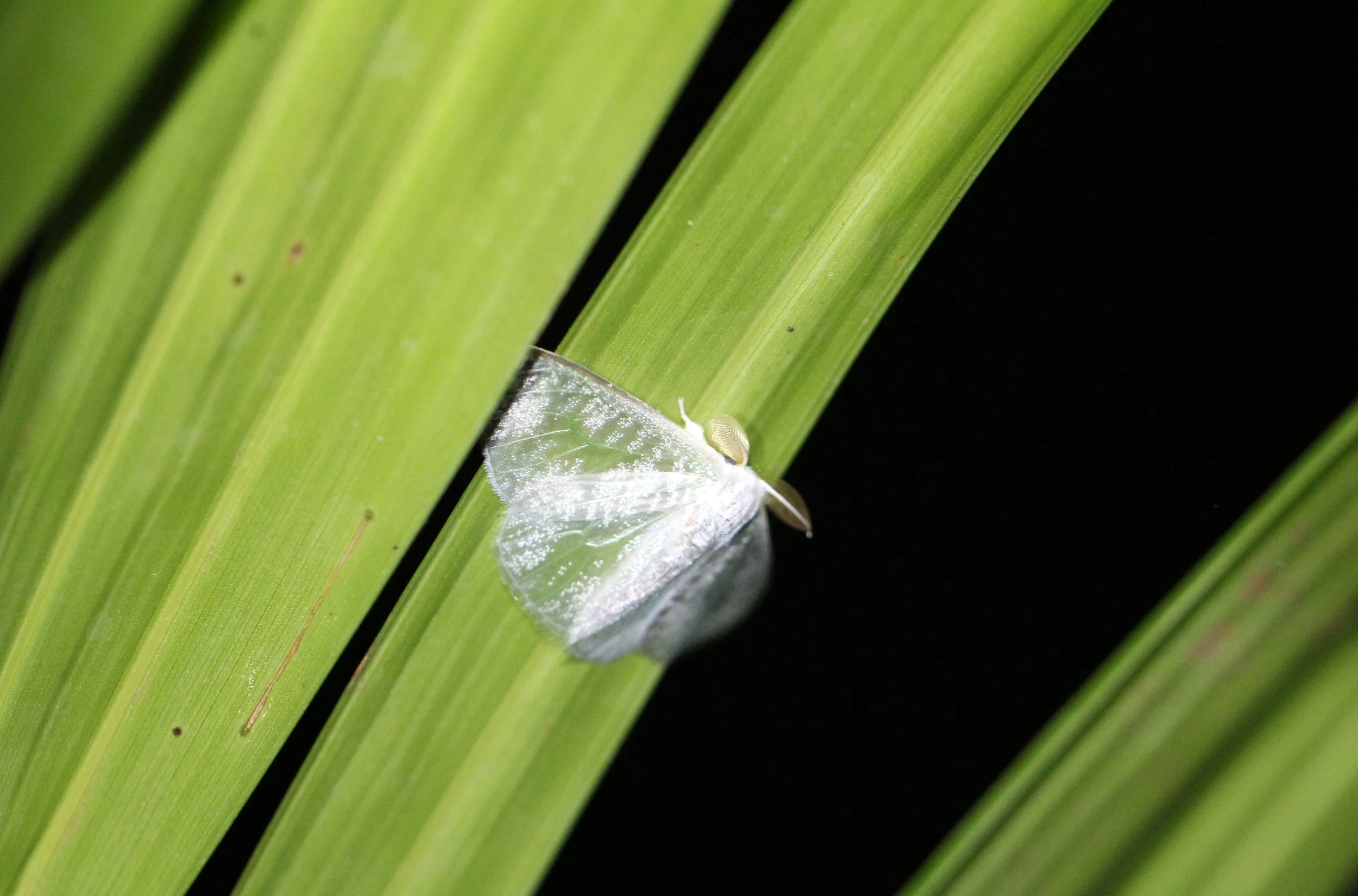 Drepanidae - Deroca hidda - Koh Lanta, Thailand