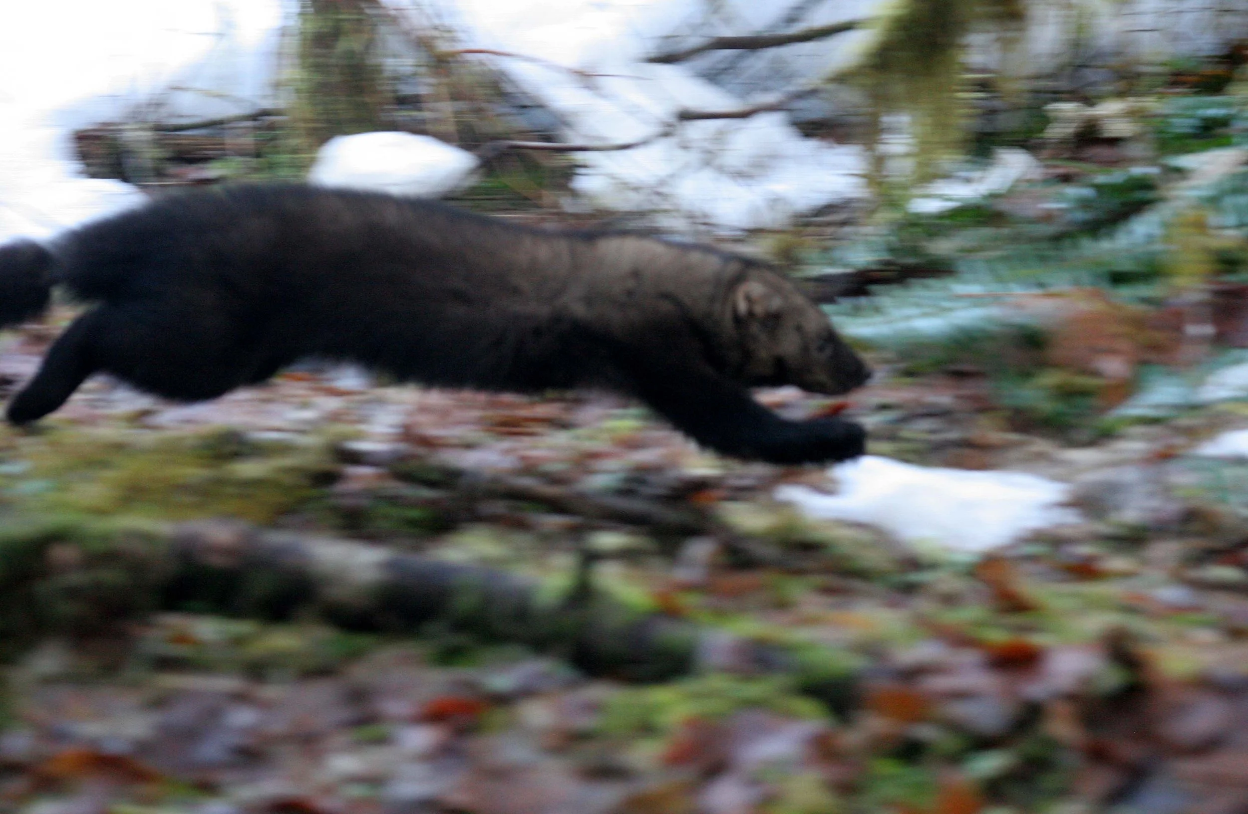 MUSTELID - FISHER - RELEASE IN HOH RAINFORET - JAN 17 2009 (14).JPG