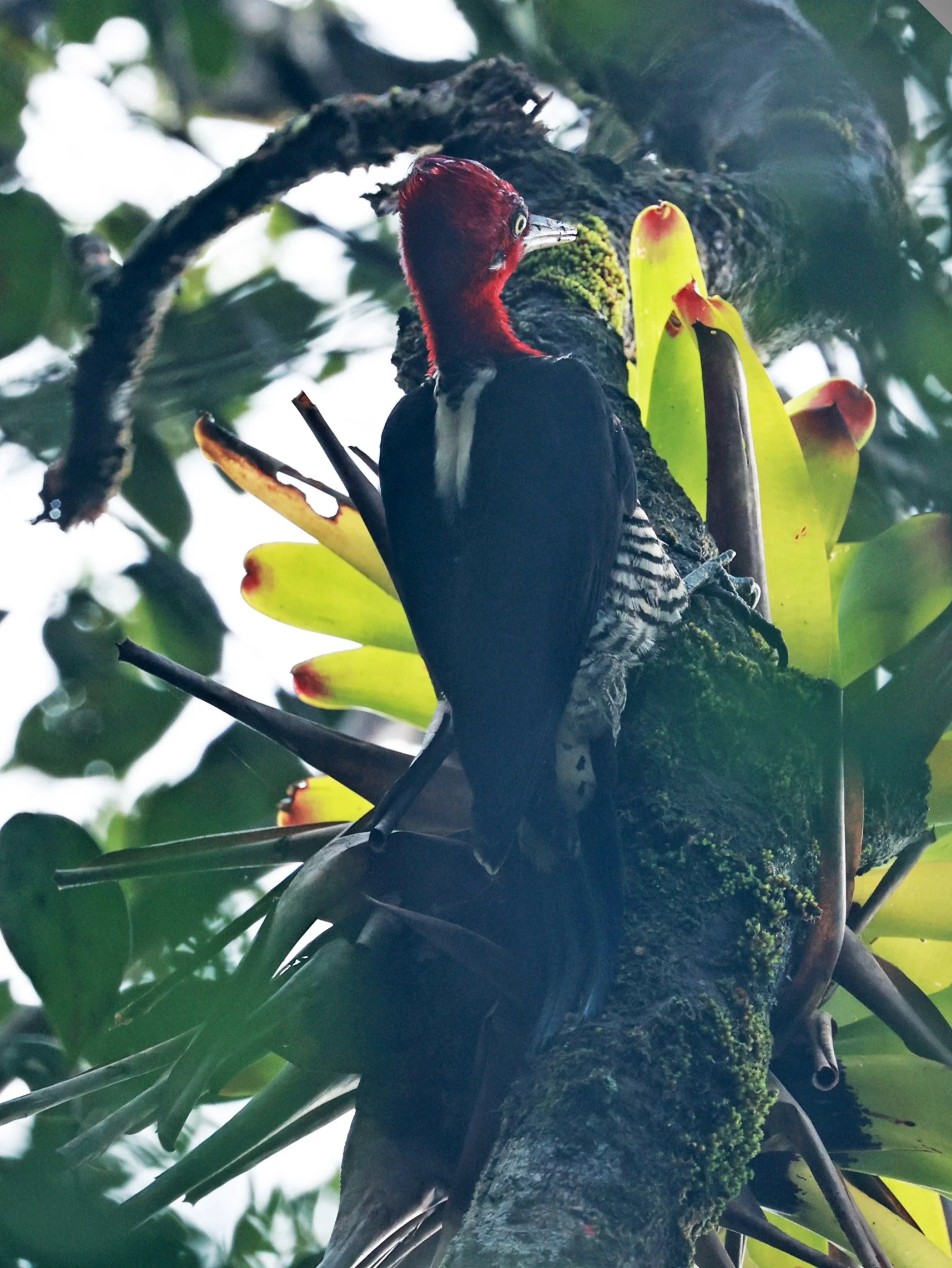 Robust Woodpecker (Campephilus robustus) Superagui National Park, Brazil (2).jpg