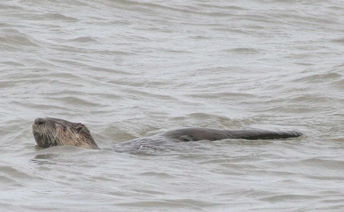 MUSTELLID - OTTER - RIVER OTTER - LAKE FARM BEACH WA  (7).jpg