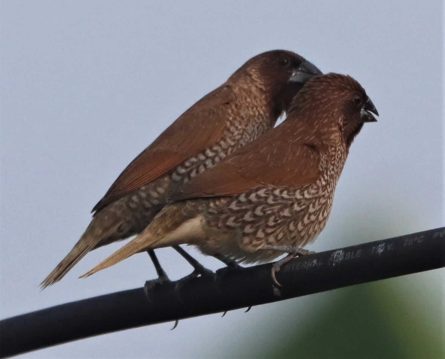 MUNIA - SCALY-BREASTED MUNIA - Lonchura punctulata - KABIN BURI WETLANDS (5).jpg