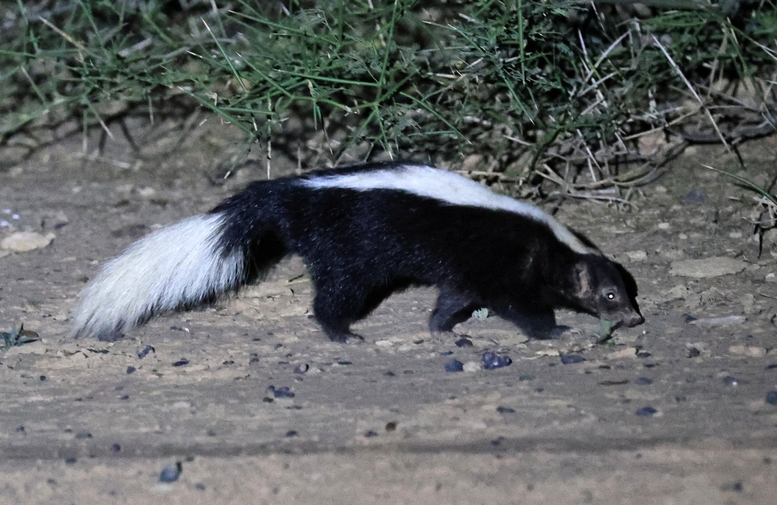 Molina's Hog-nosed Skunk (Conepatus chinga) Estancia Campo'í Paraguay (167).jpg