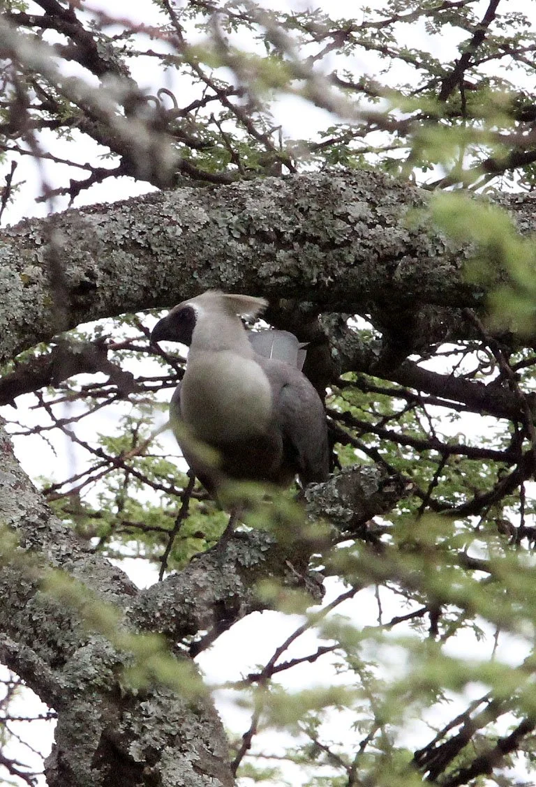 Bare-faced Go-away-bird (Crinifer personatus) Langano Lake Ethiopia  (1).JPG