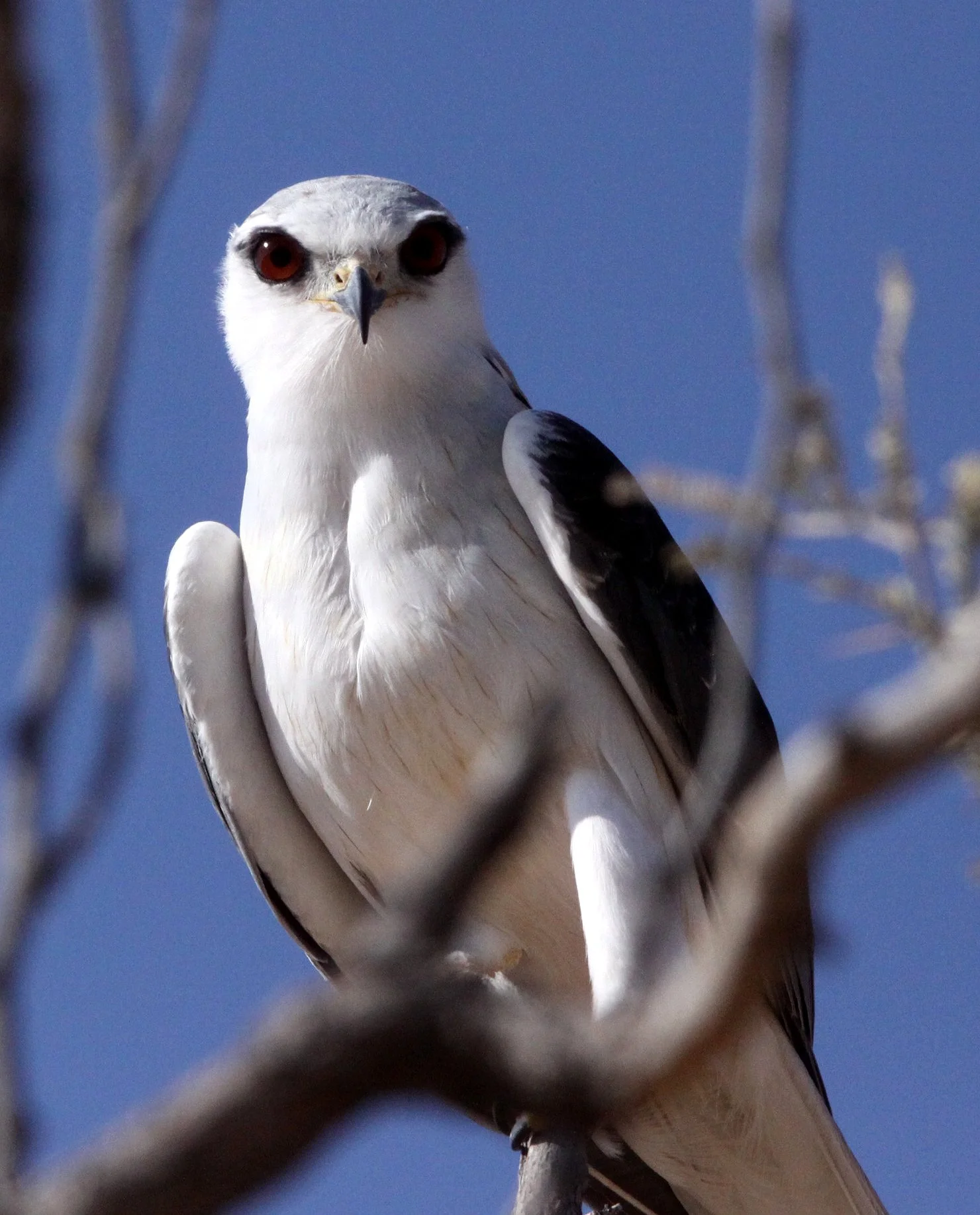 Elanus caeruleus caeruleus - BLACK-SHOULDERED KITE - KGALAGADI NATIONAL PARK SOUTH AFRICA (1).JPG