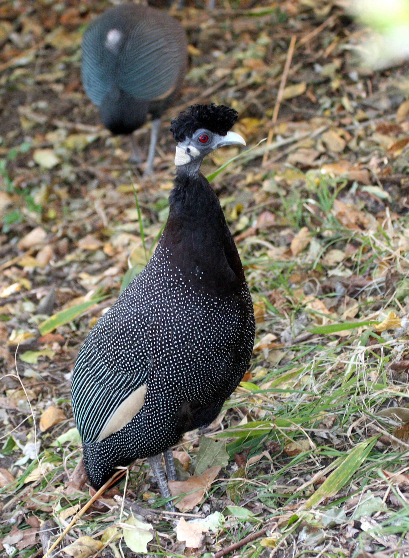 BIRD - GUINEAFOWL - CRESTED GUINEAFOWL - IMFOLOZI NATIONAL PARK SOUTH AFRICA (12).JPG