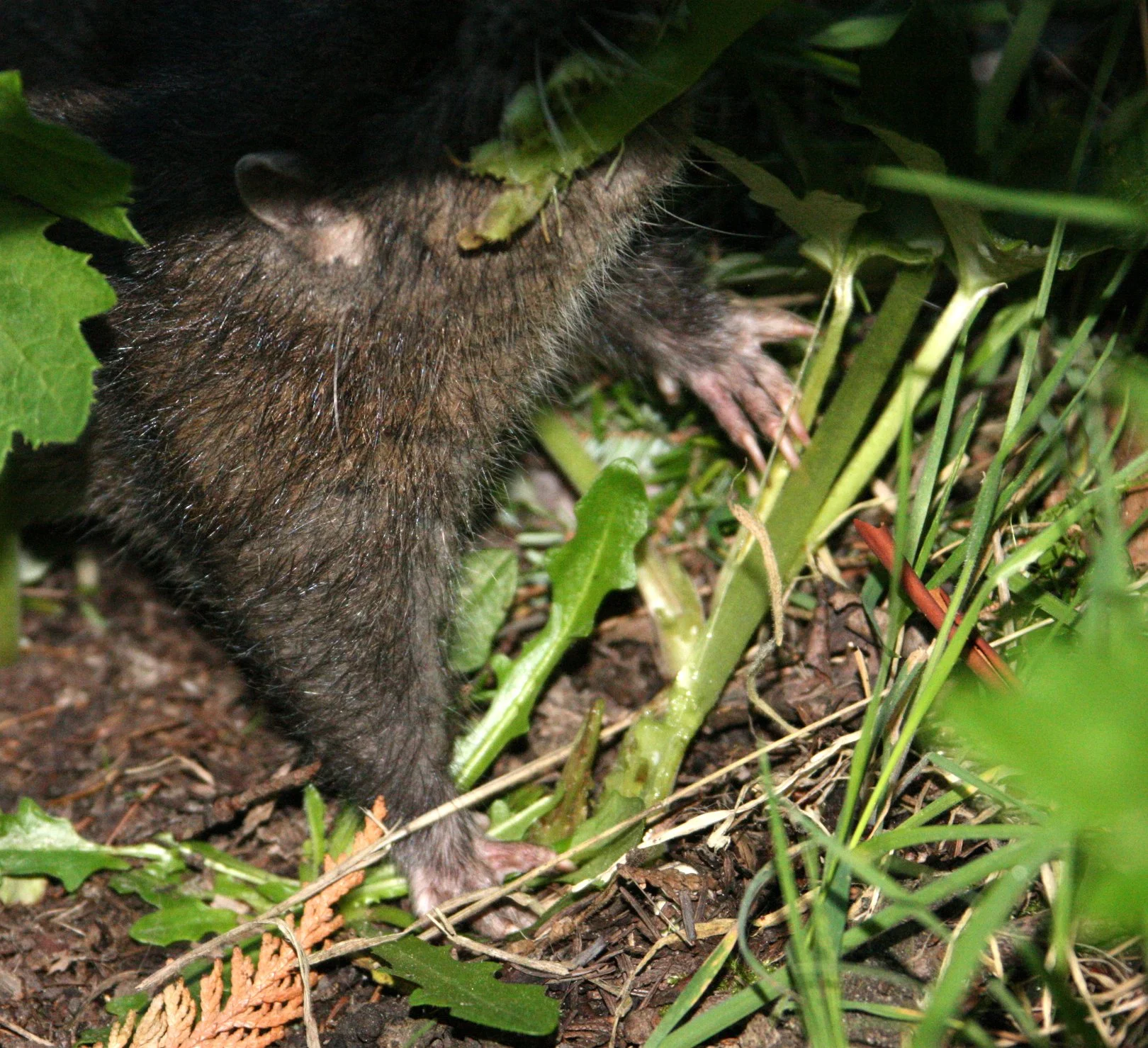 RODENT - MOUNTAIN BEAVER - LAKE FARM WASHINGTON (8).JPG