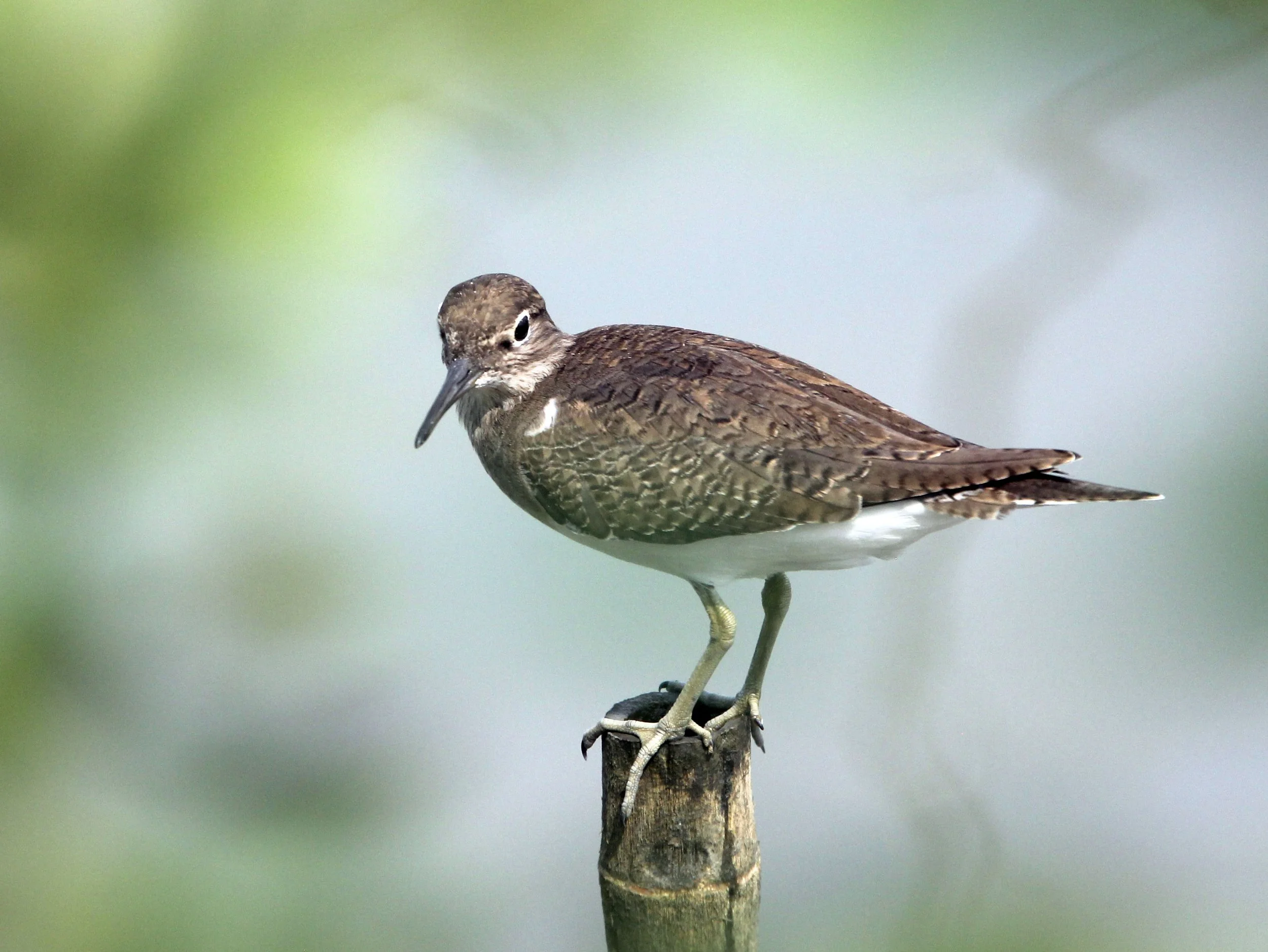 BIRD - SANDPIPER - COMMON SANDPIPER - KOK KHAM MACHACHAI - SALT PONDS - NEAR BANGKOK THAILAND (23).JPG