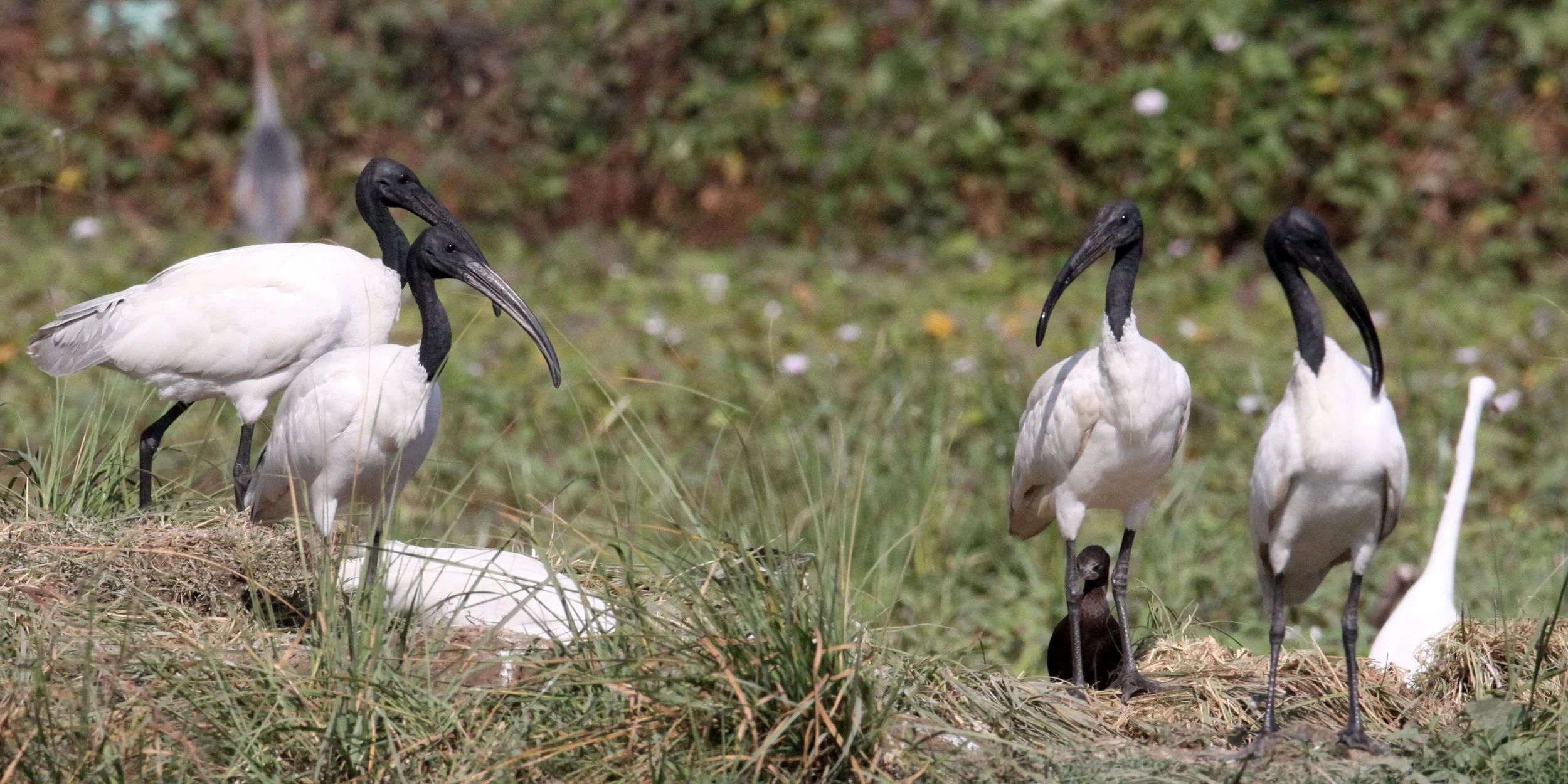 IBIS - BLACK-HEADED IBIS - Threskiornis melanocephalus - NEAR AHMEDABAD GUJARAT INDIA (13).JPG