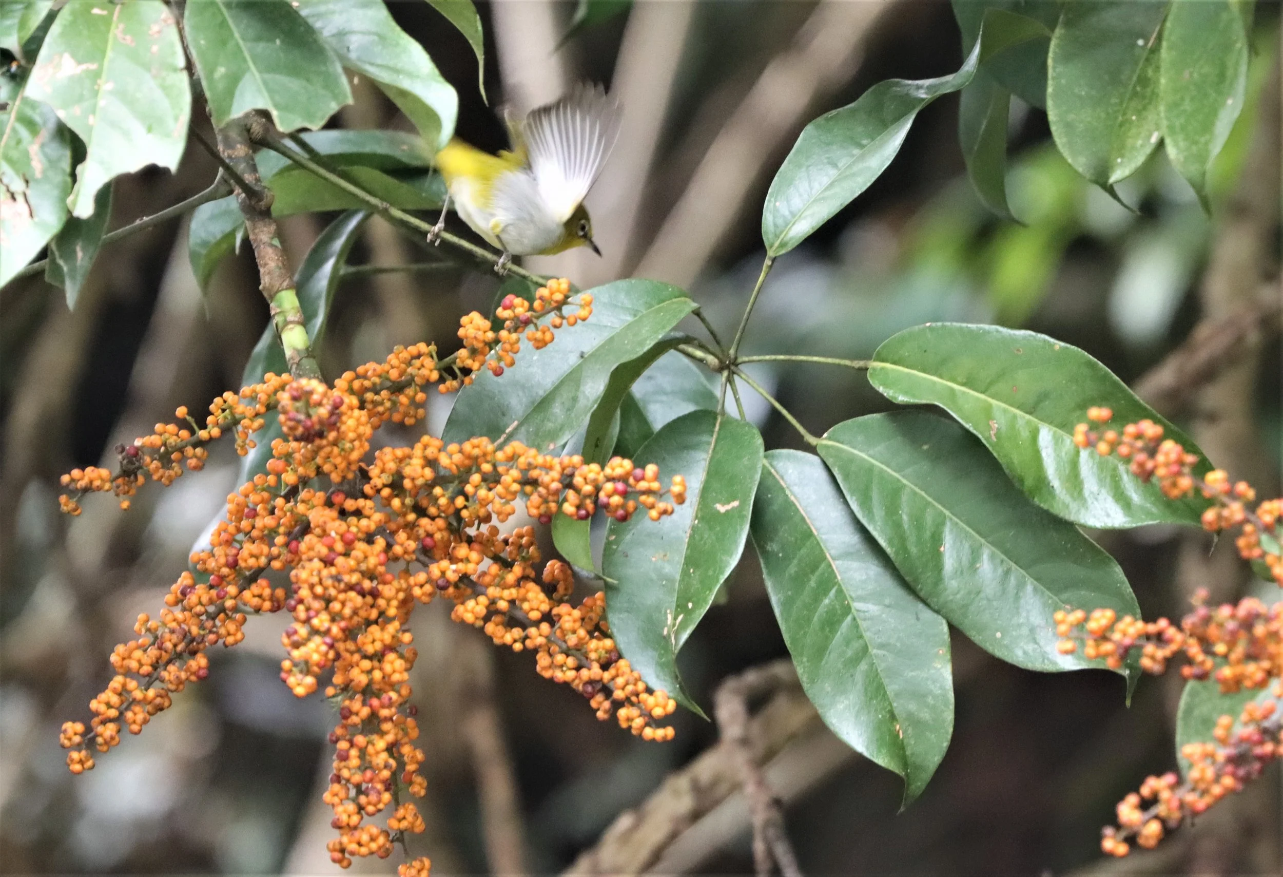 Indian White-eye (Zosterops palpebrosus) Doi Ang Kang Chiang Mai (15).jpg