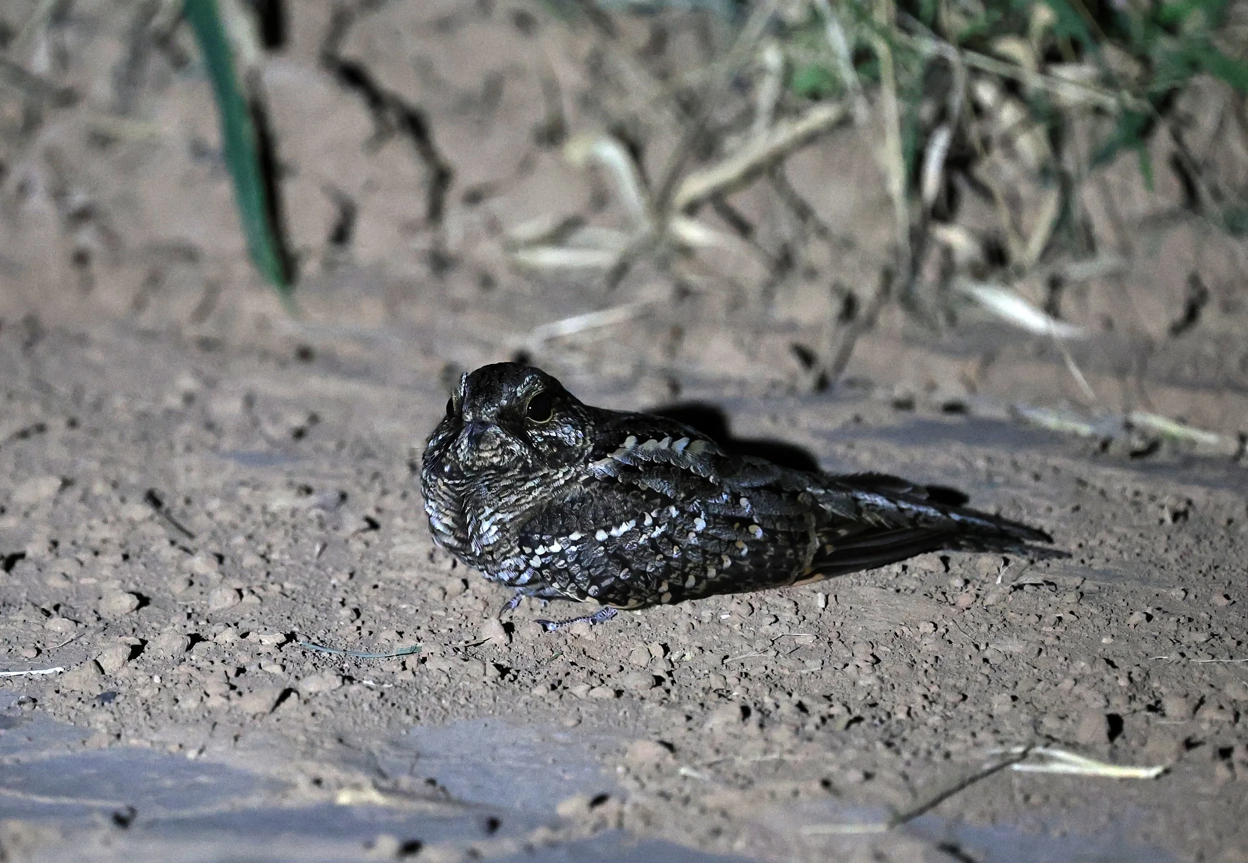Scissor-tailed Nightjar (Hydropsalis torquata) female - Fortin Toledo Paraguay (17).jpg