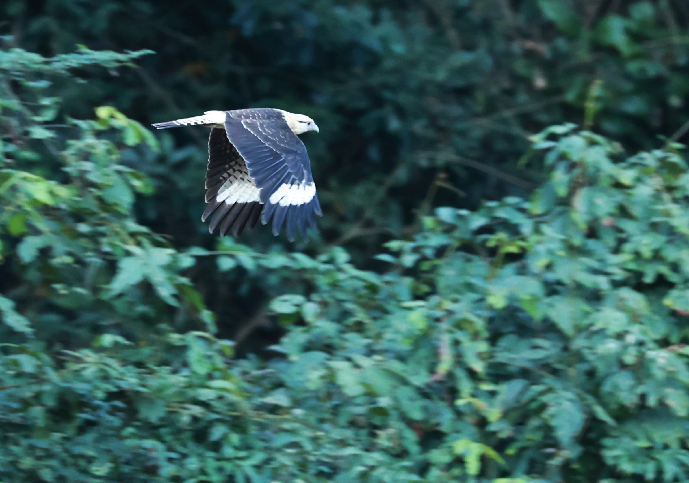 Caracara - Yellow-headed Caracara - Milvago chimachima - Rio Doce State Park, Minas Gerais, Brazil (3).JPG