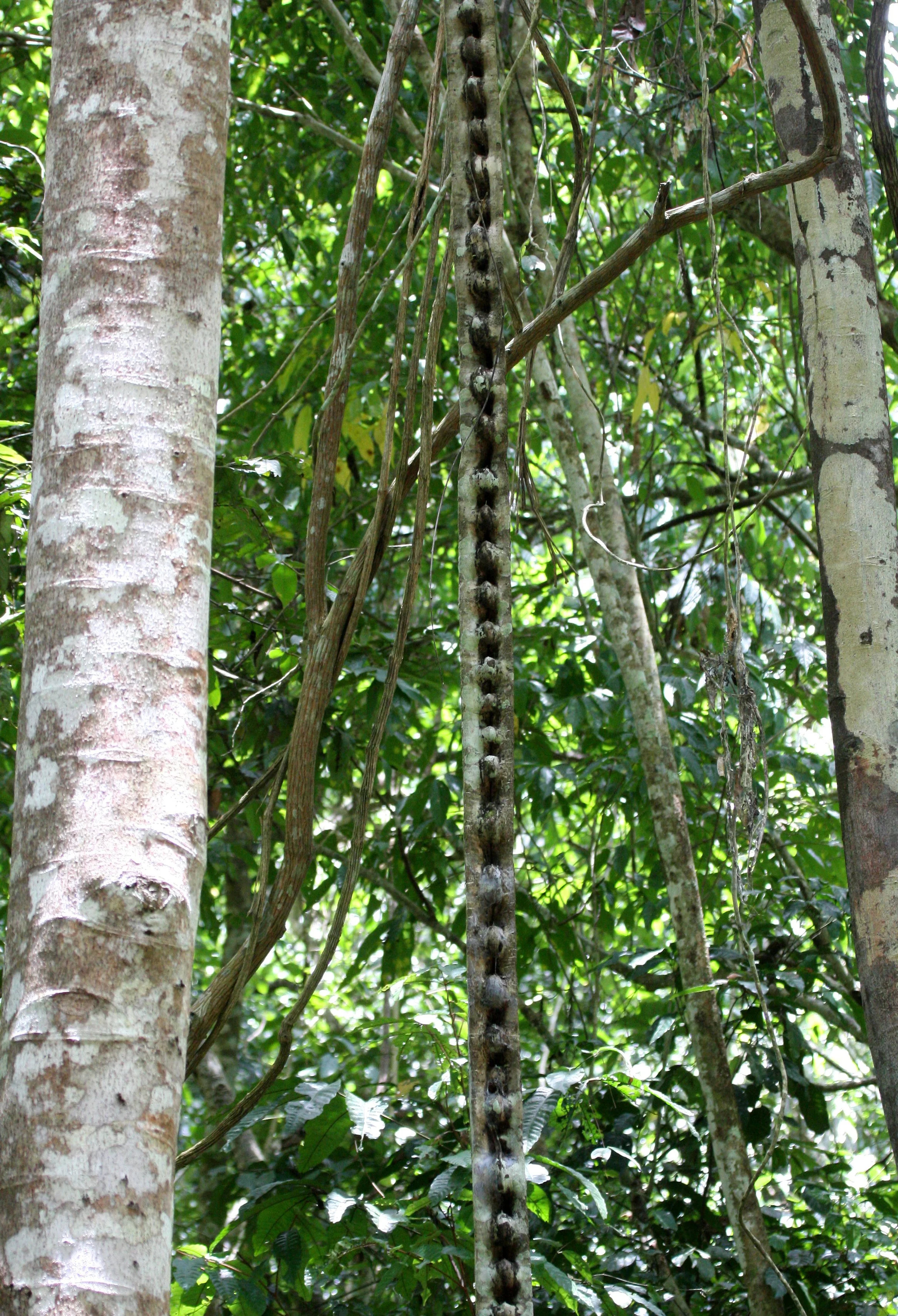 2008 Kaeng Krachan NP Trip with Cokie & Som (59).JPG