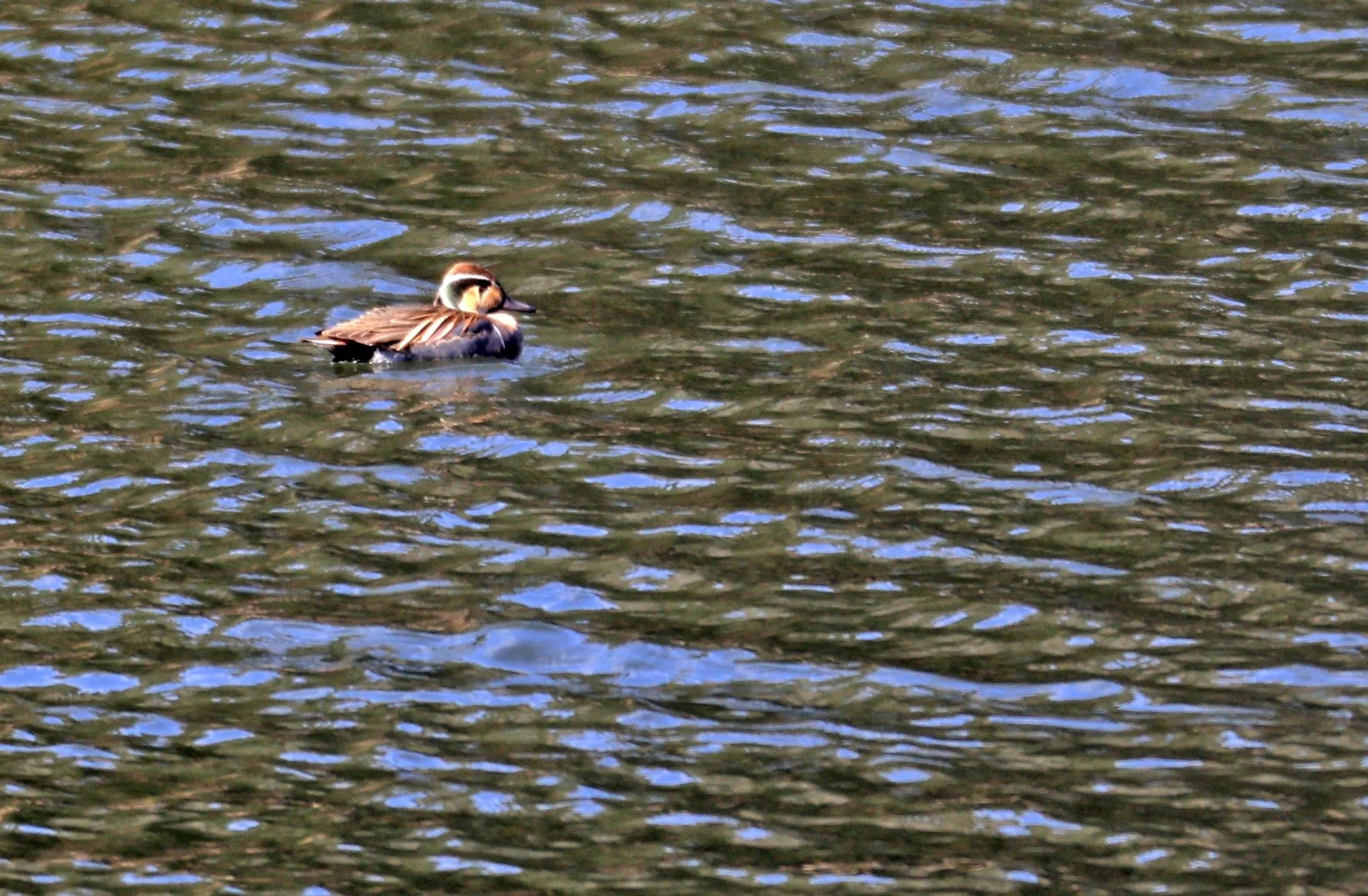 Baikal teal (Sibirionetta formosa) Takagawa Dam Lake, Kagoshima Japan (63).jpg